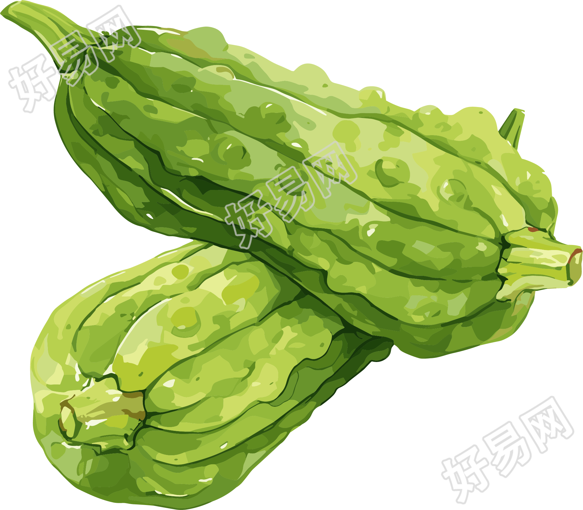 苦瓜高清质量素材
