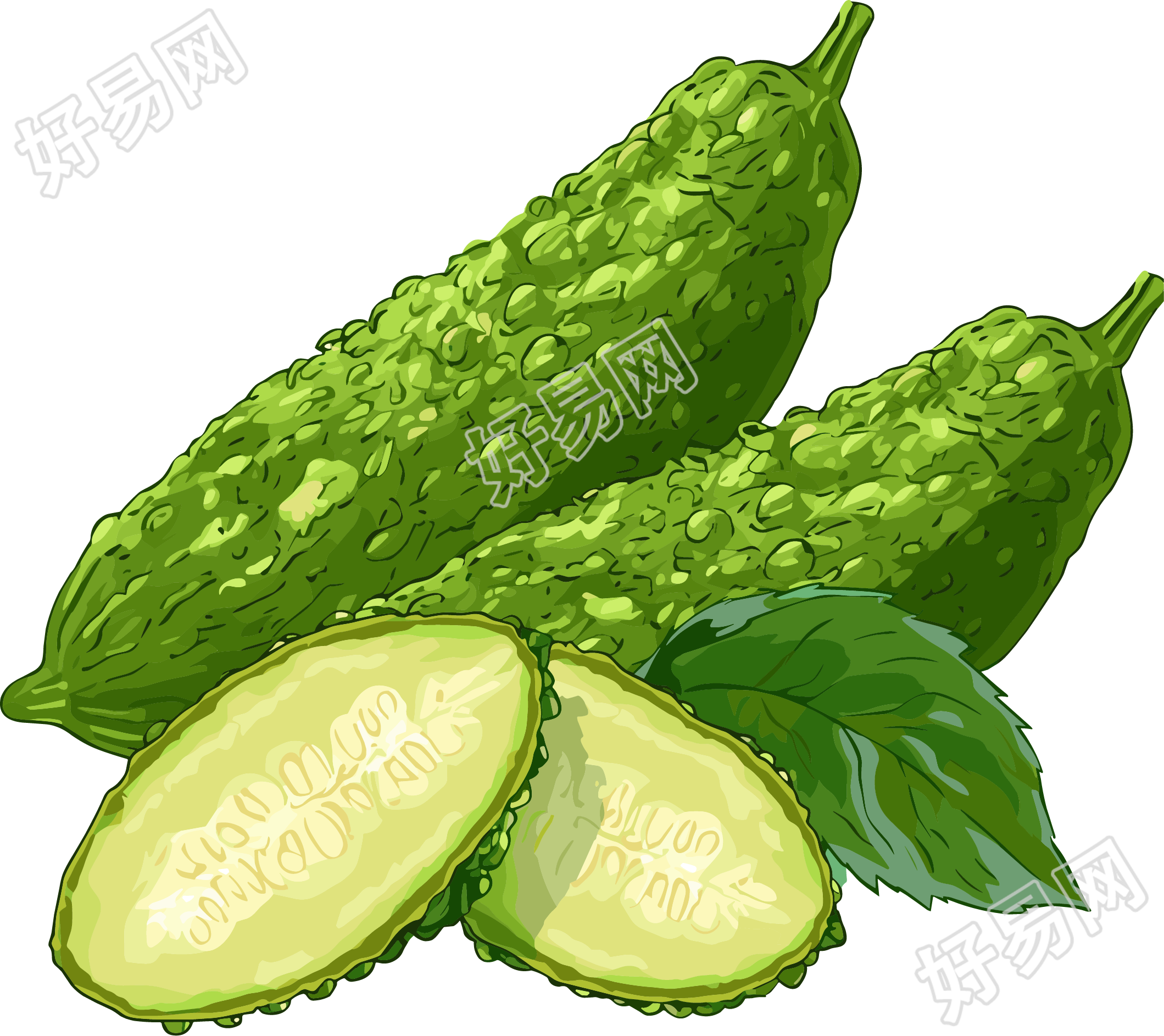 苦瓜蔬菜插图