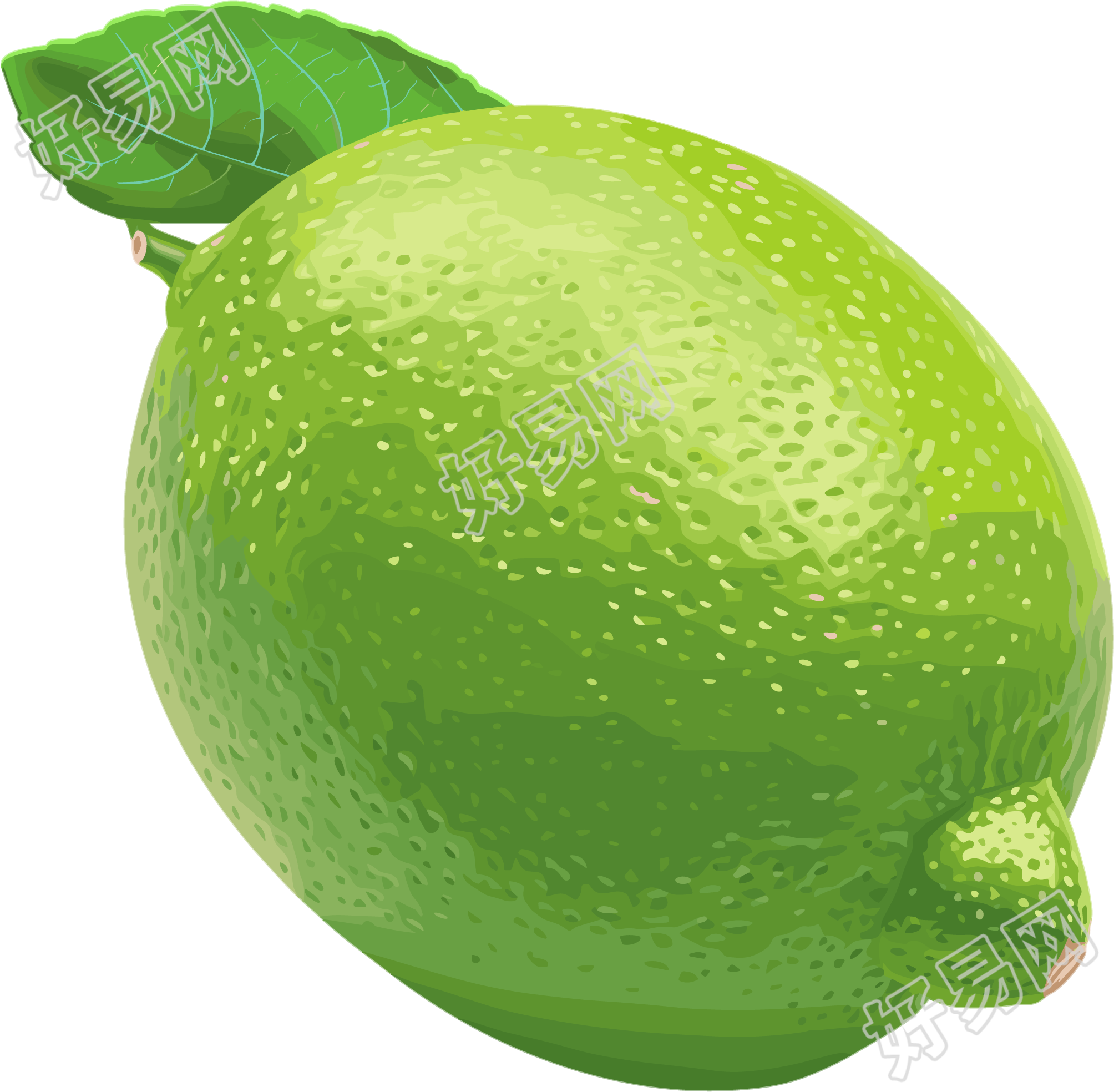 香水柠檬插图