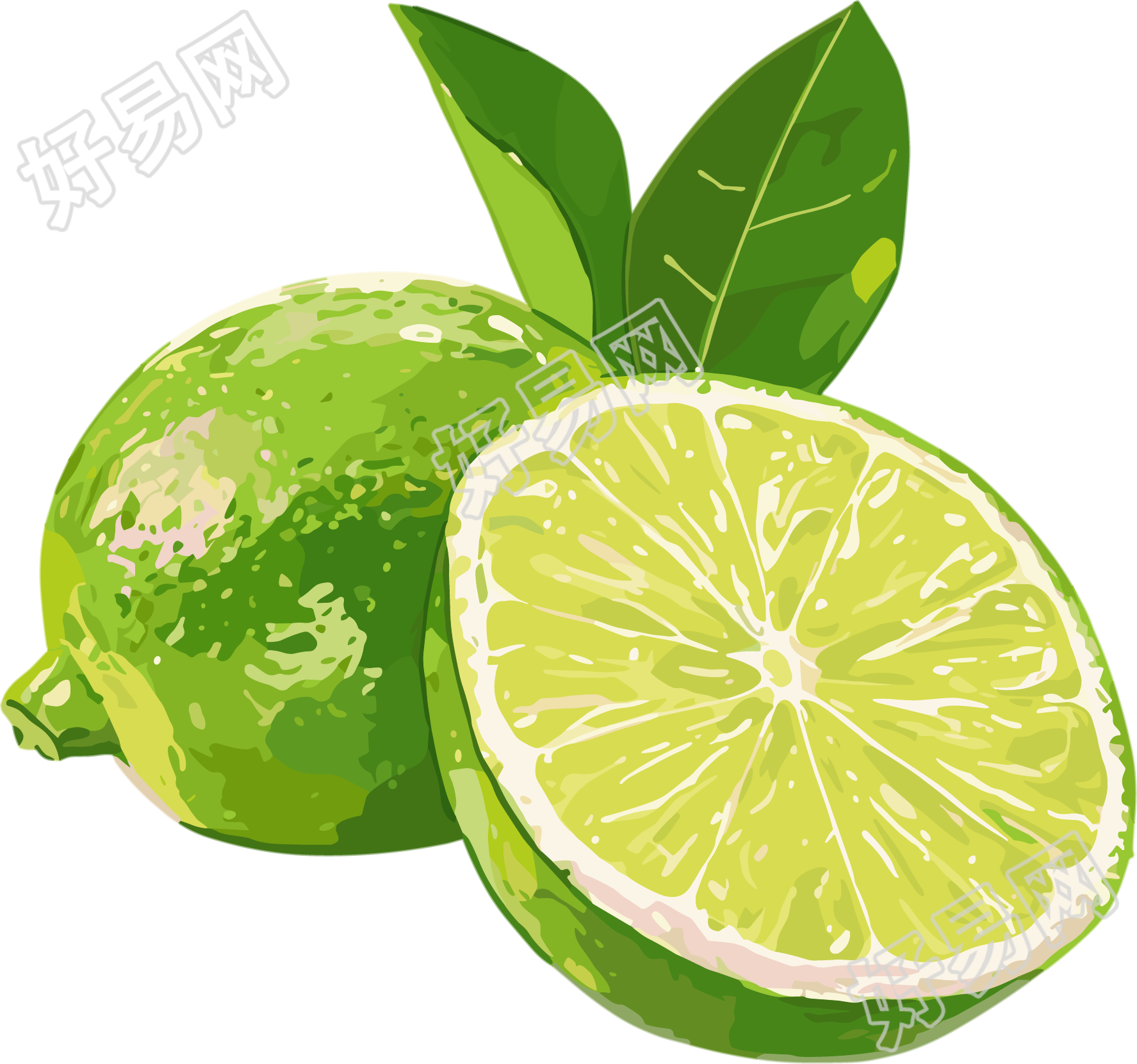 香水柠檬插画素材