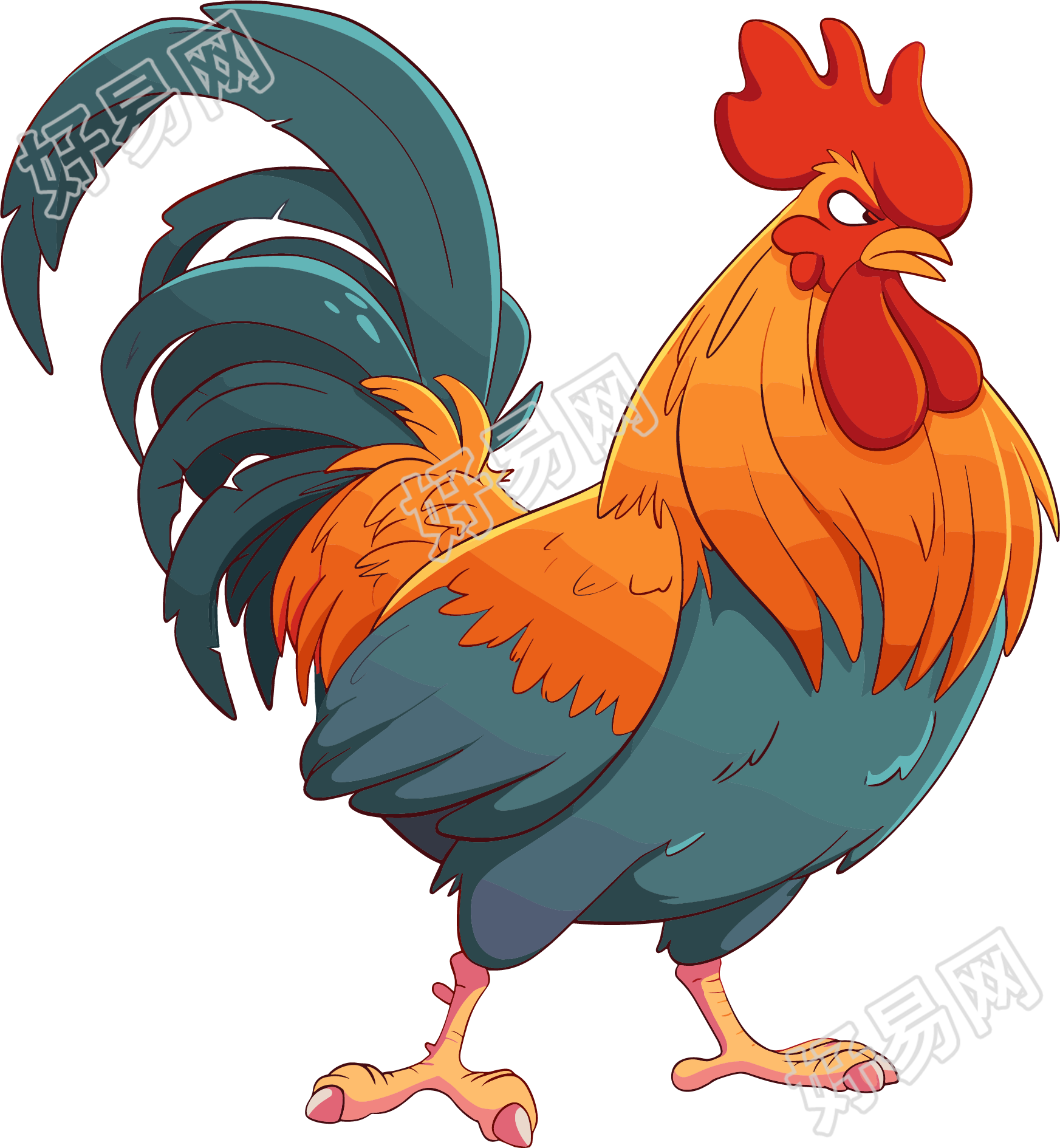 公鸡高清素材