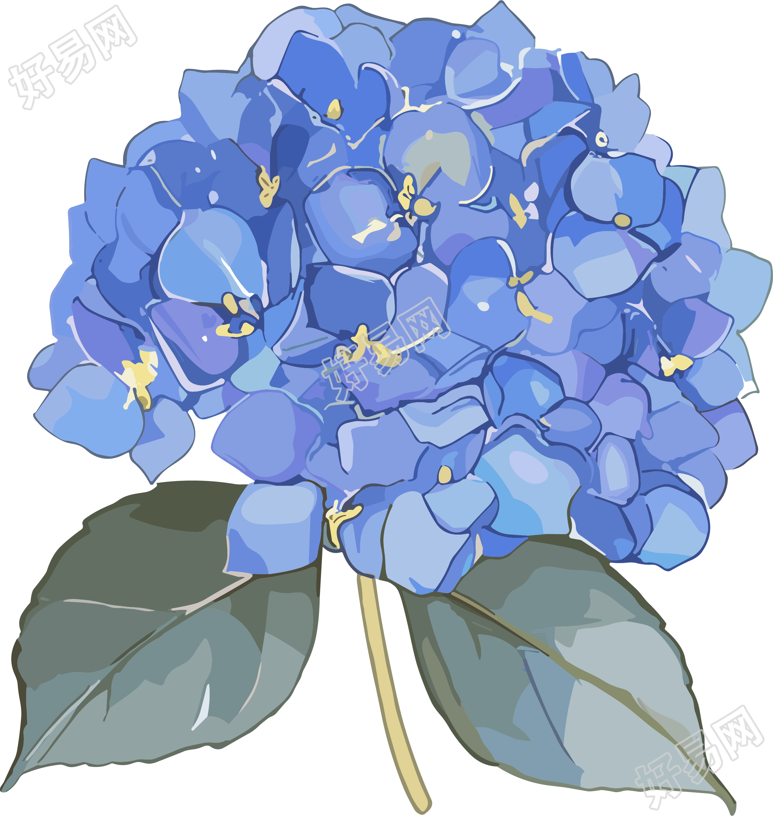 水彩绣球花素材