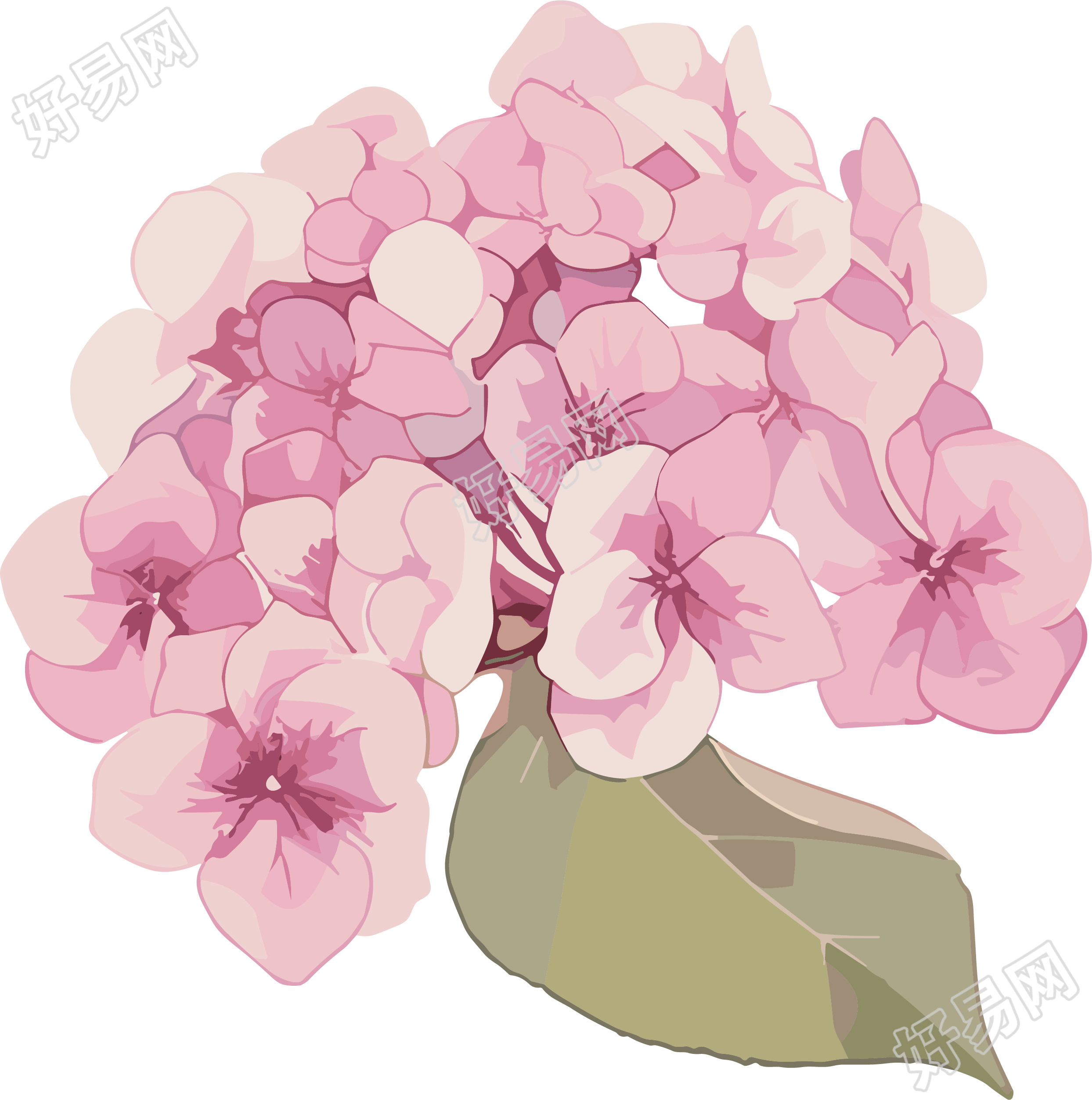 水彩绣球花插图