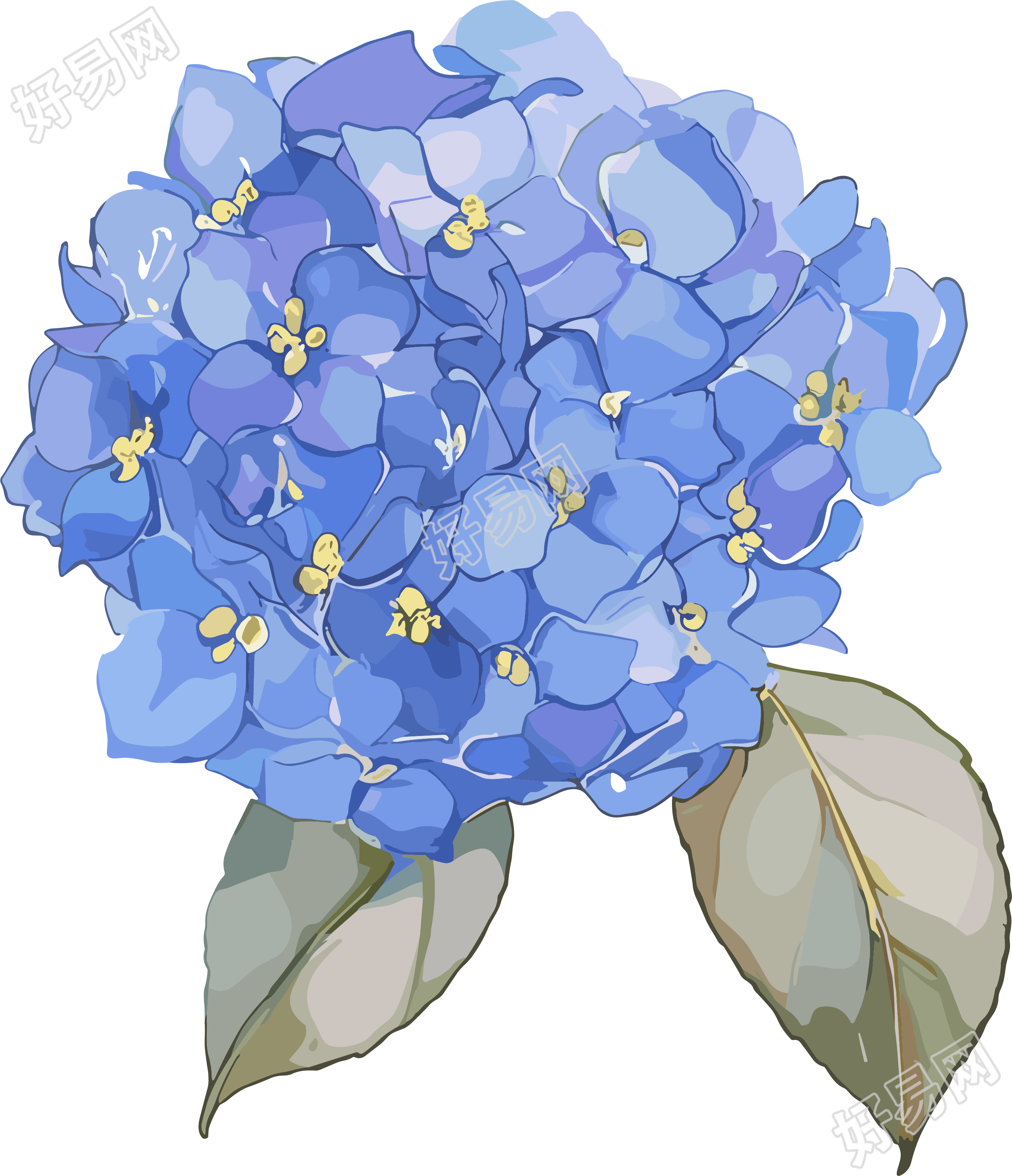 水彩绣球花装饰插画