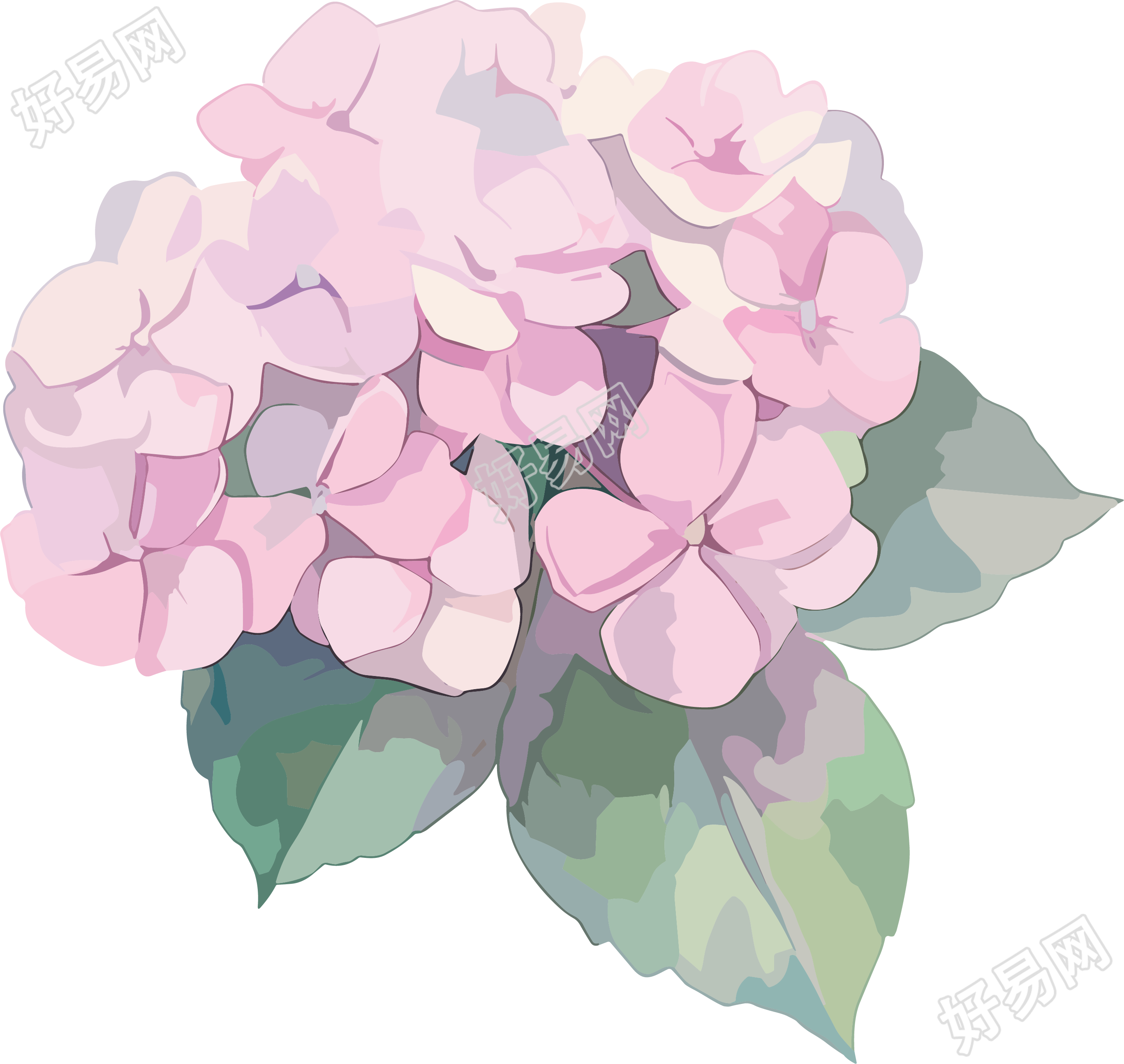 水彩绣球花透明背景素材