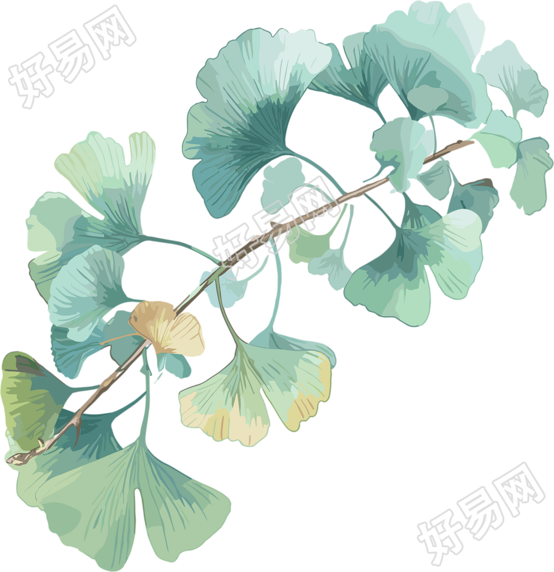 水彩银杏叶高清质量插图