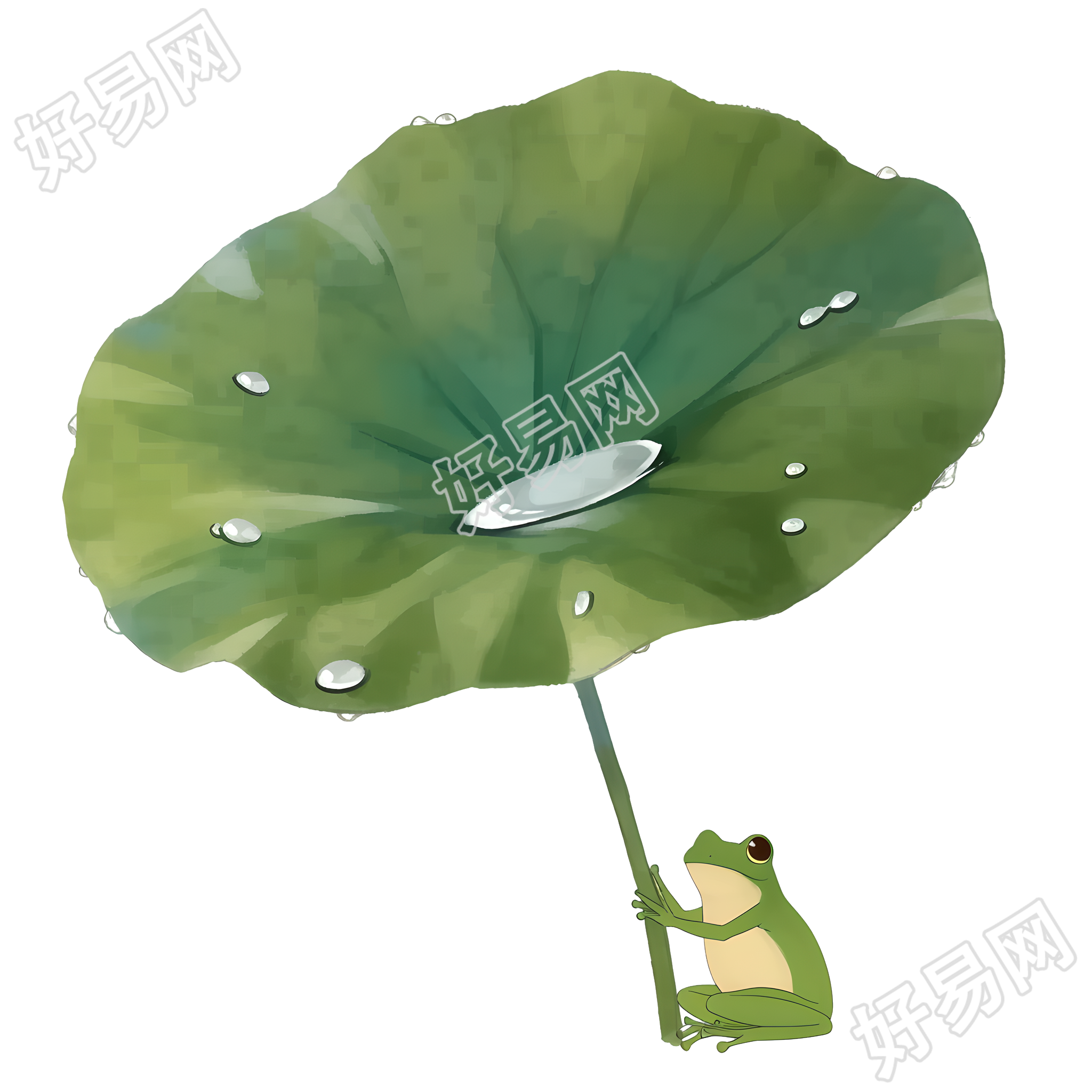 小青蛙荷叶露水插图