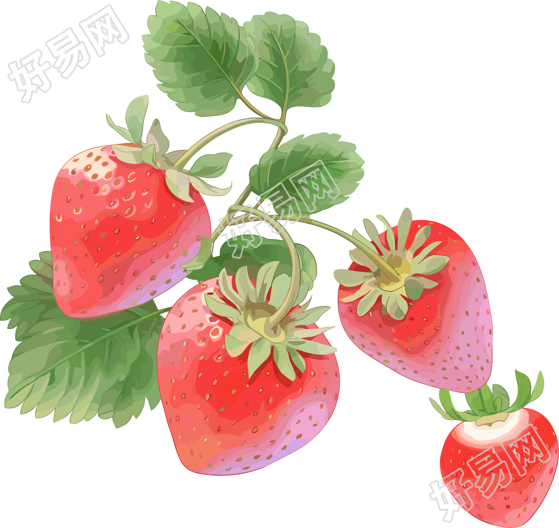 草莓水彩插画