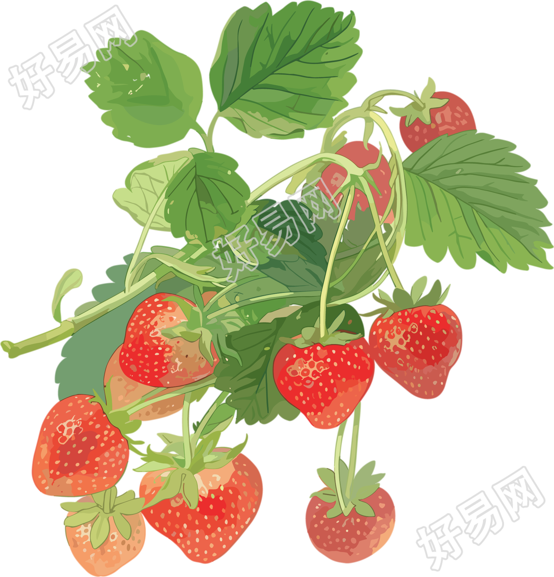 草莓水彩素材