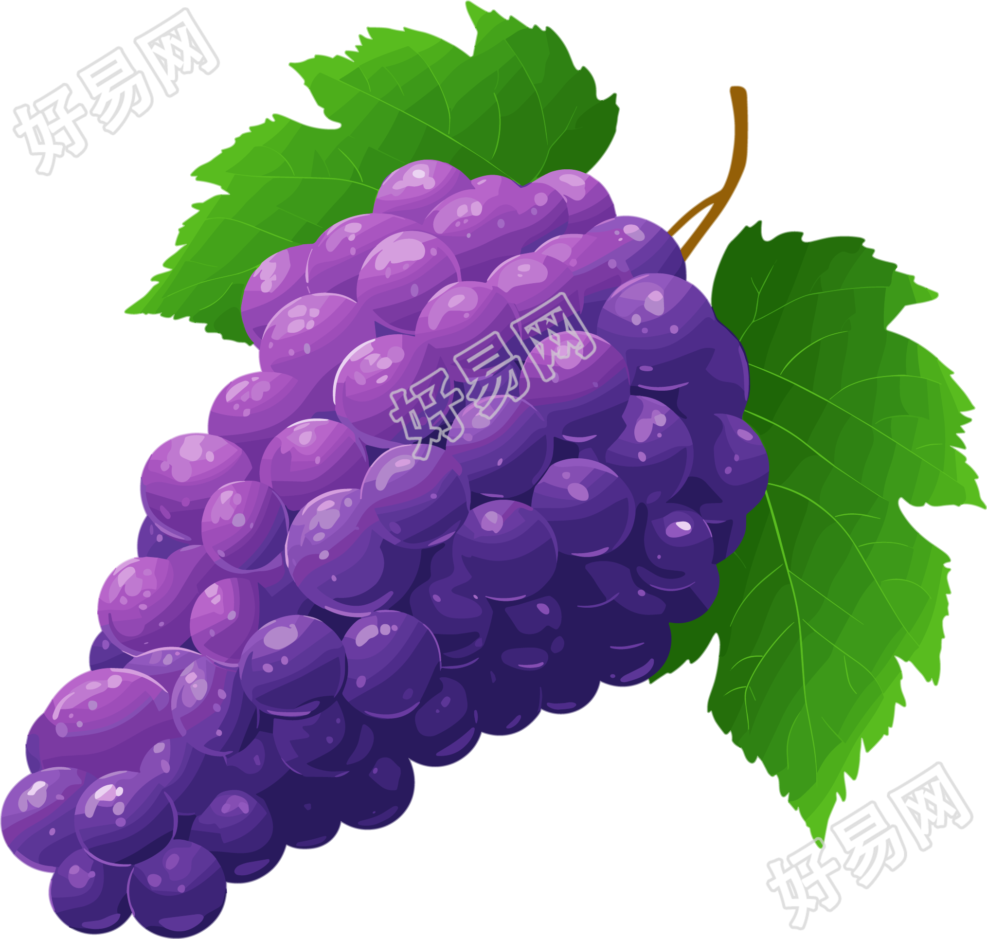 葡萄水彩插图