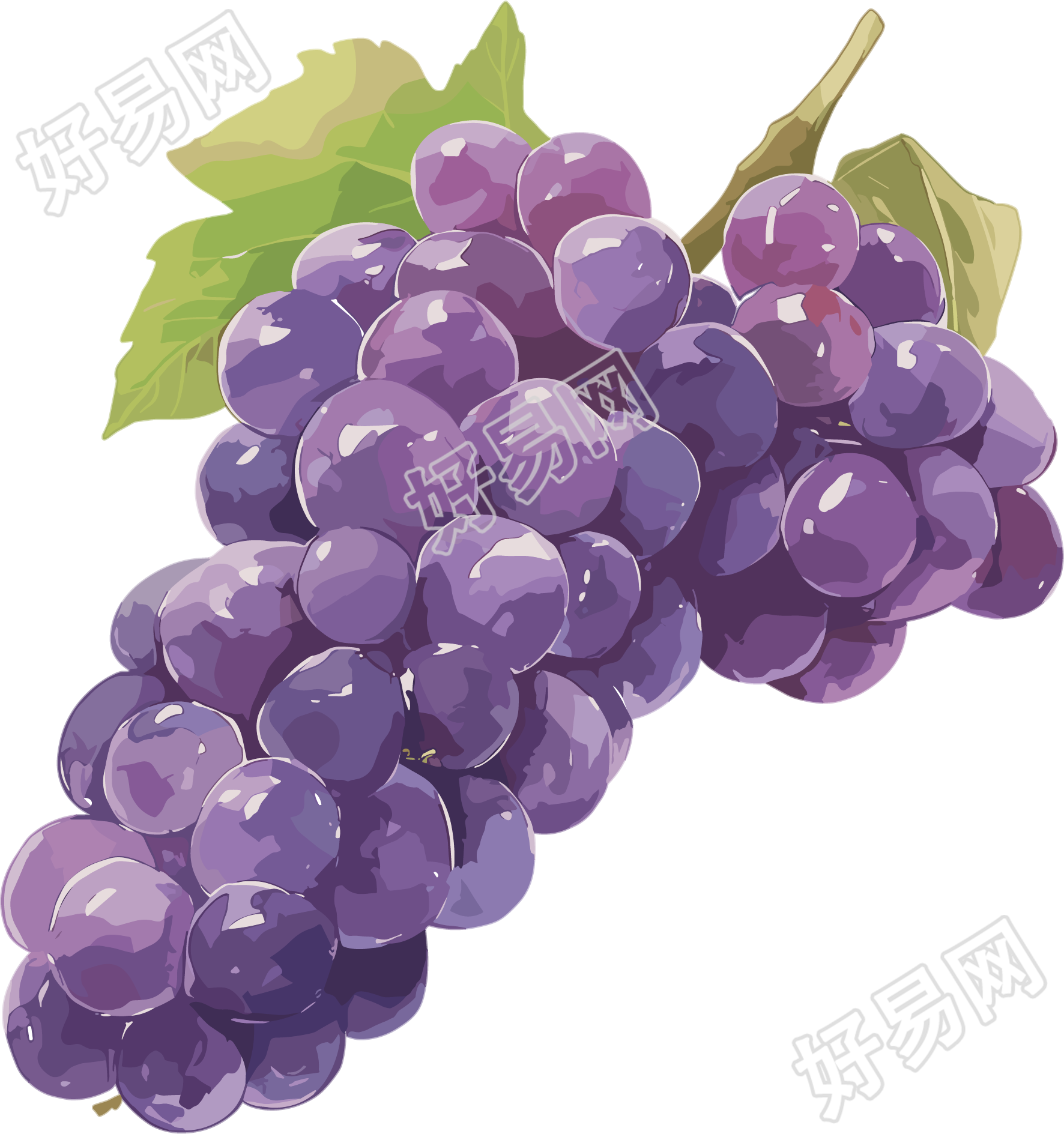 葡萄可商用插画