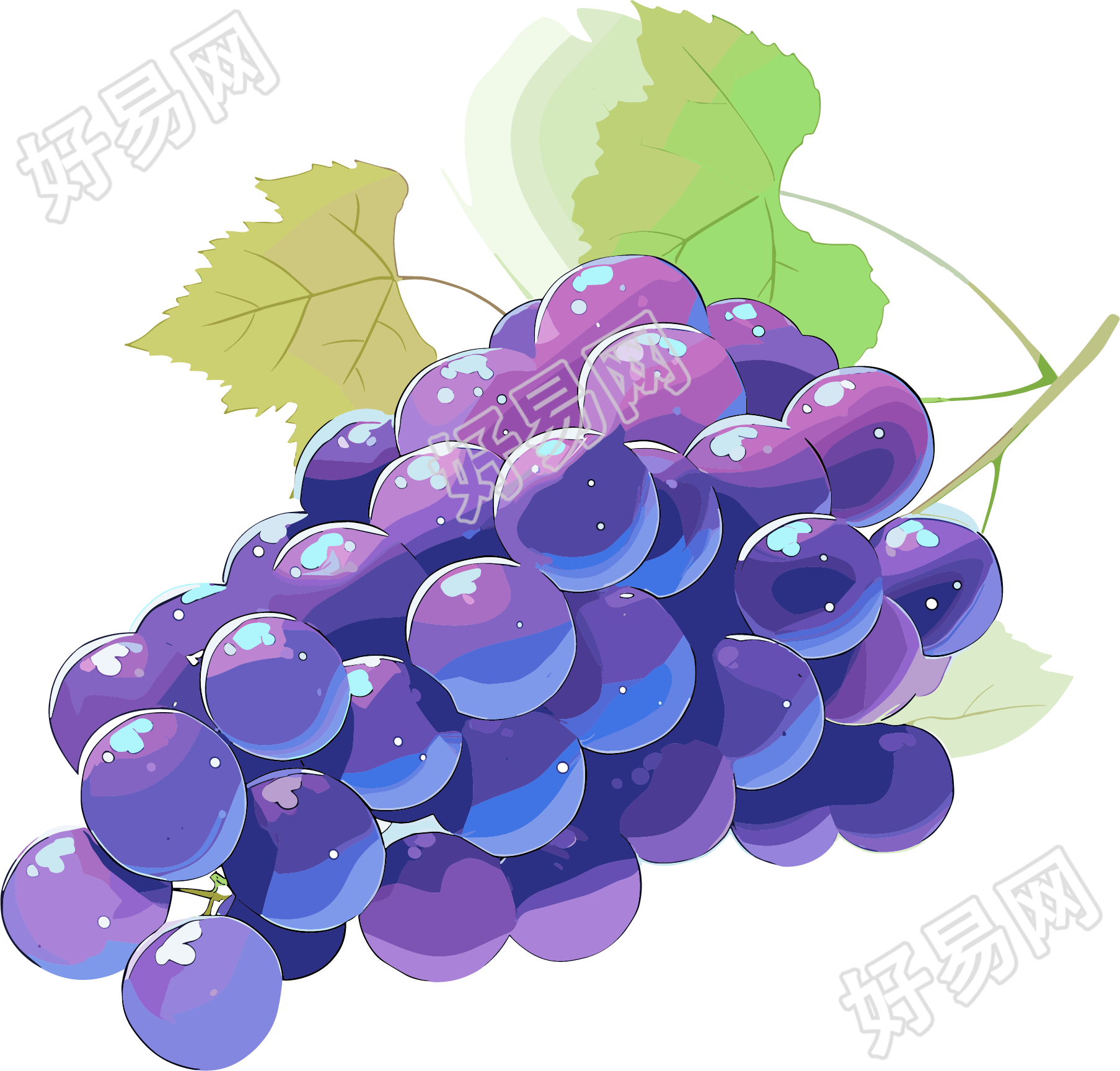 紫色葡萄插画