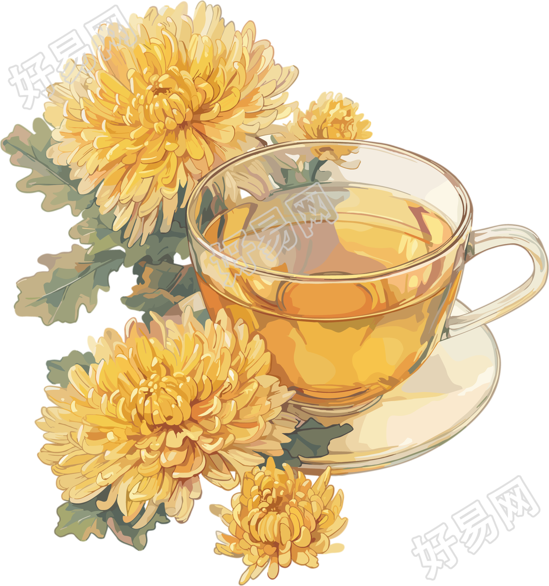 菊花茶简单插画