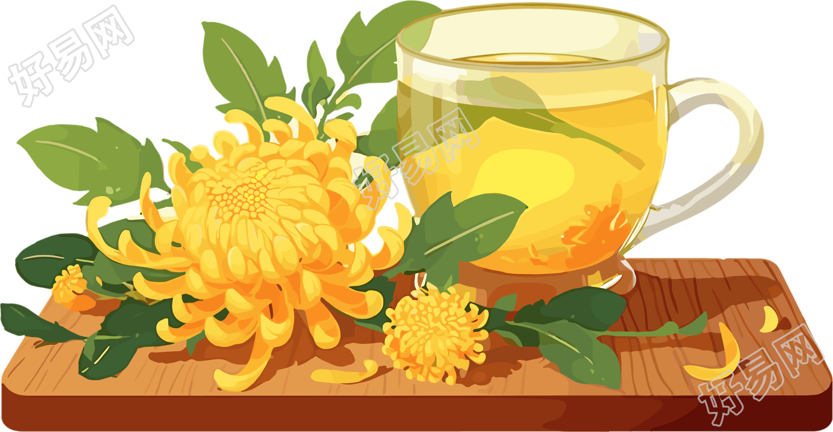 菊花茶插画素材