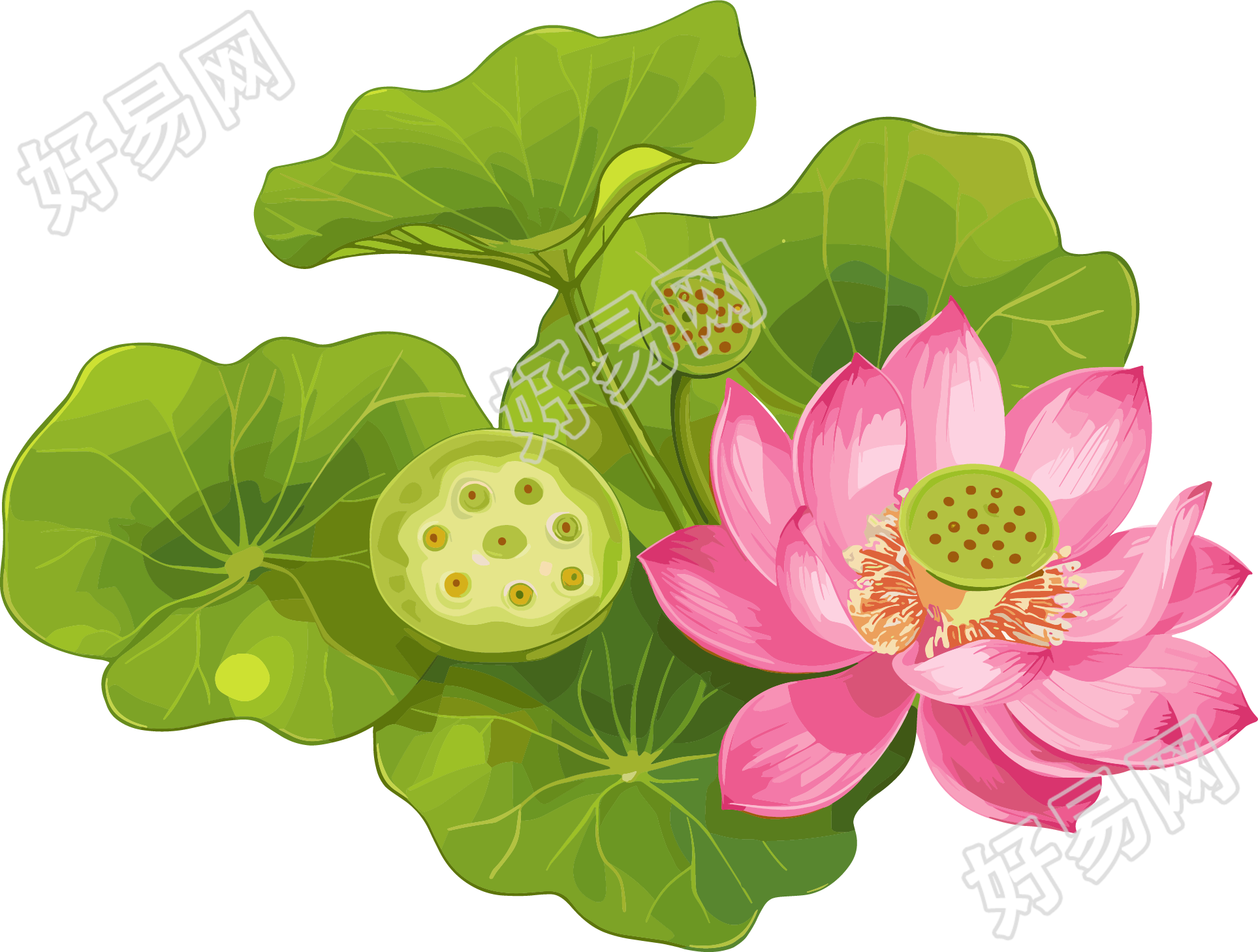 莲蓬图形素材