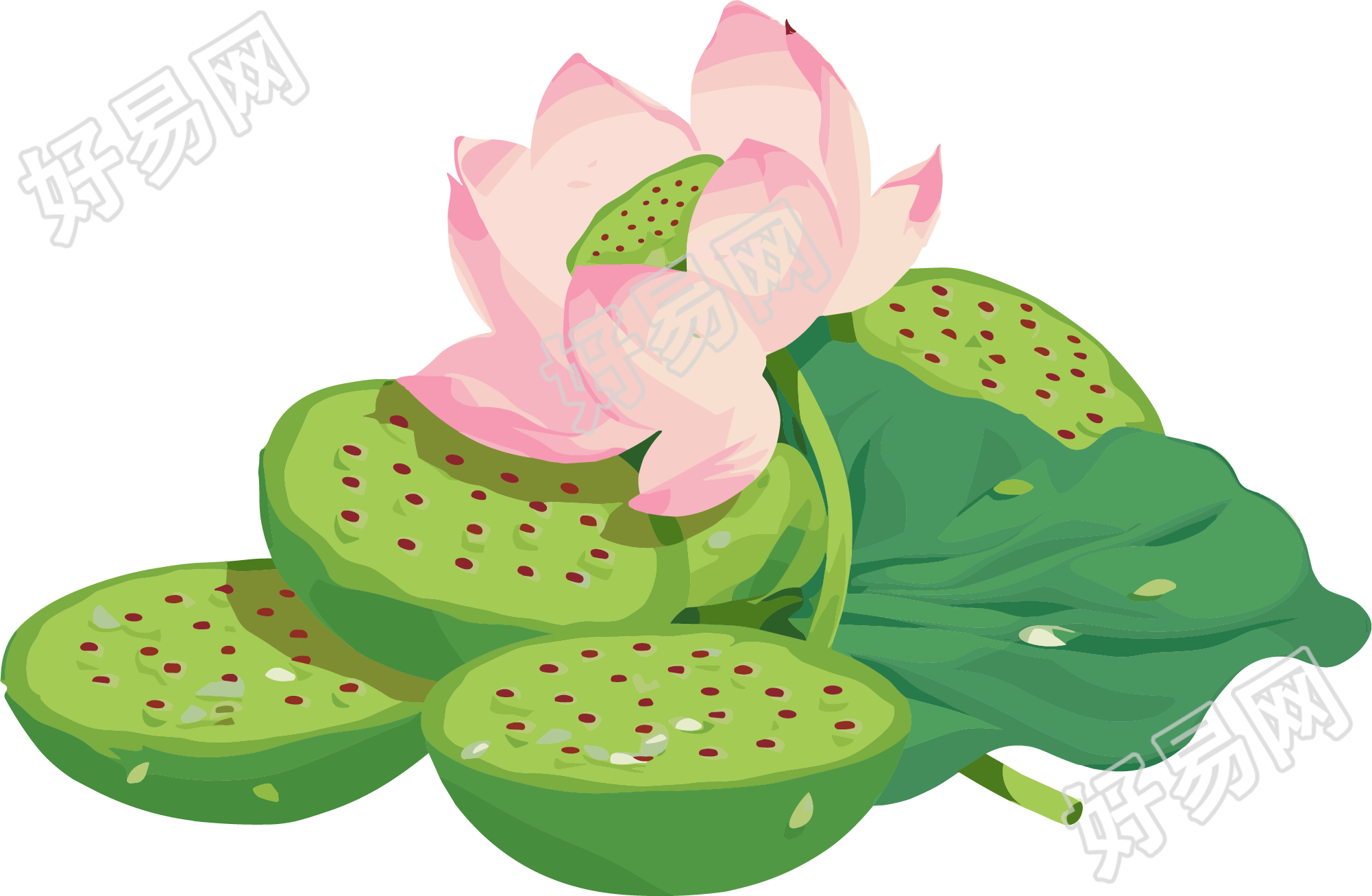 莲蓬插图插画