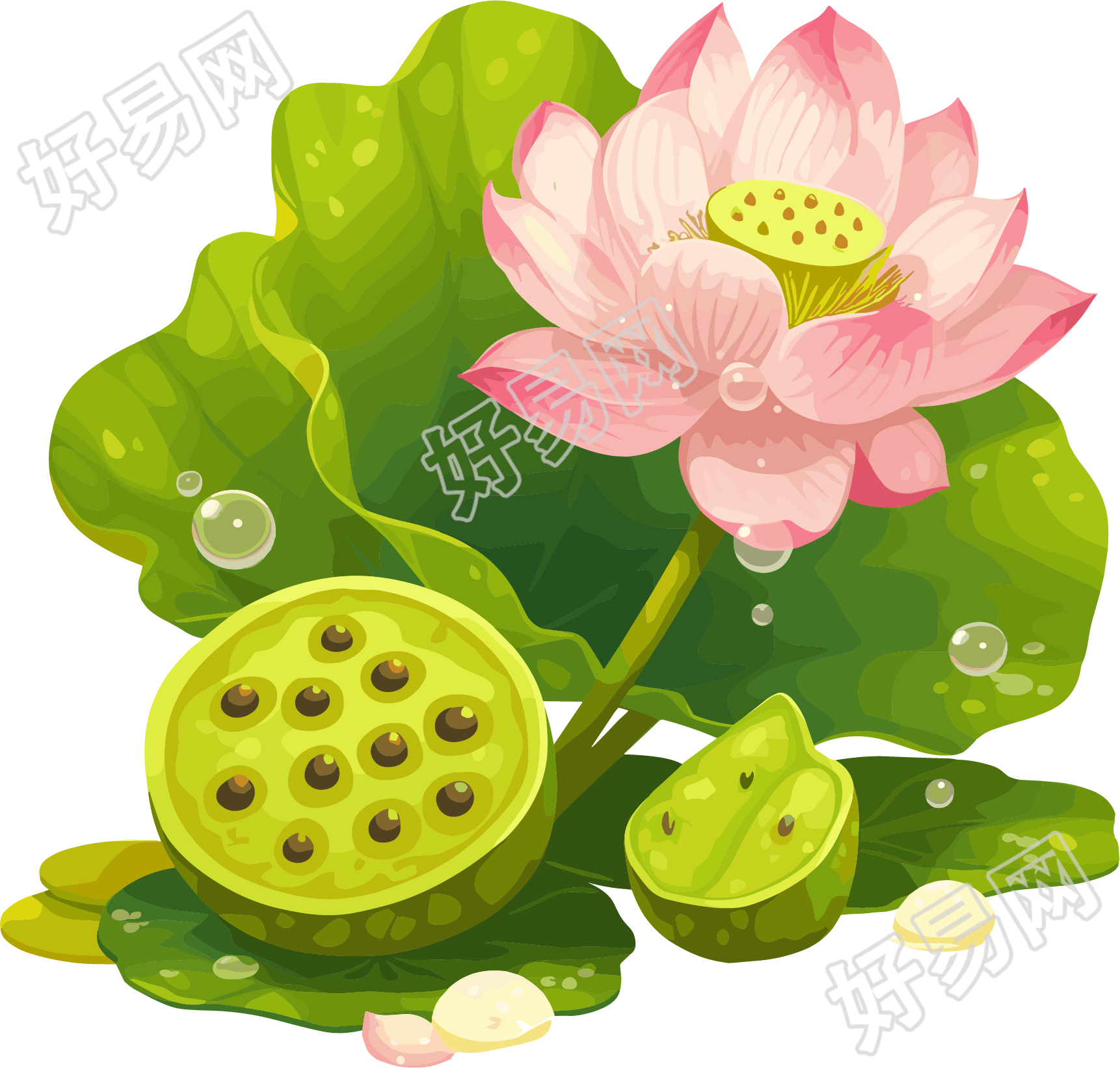 莲蓬高清图形素材