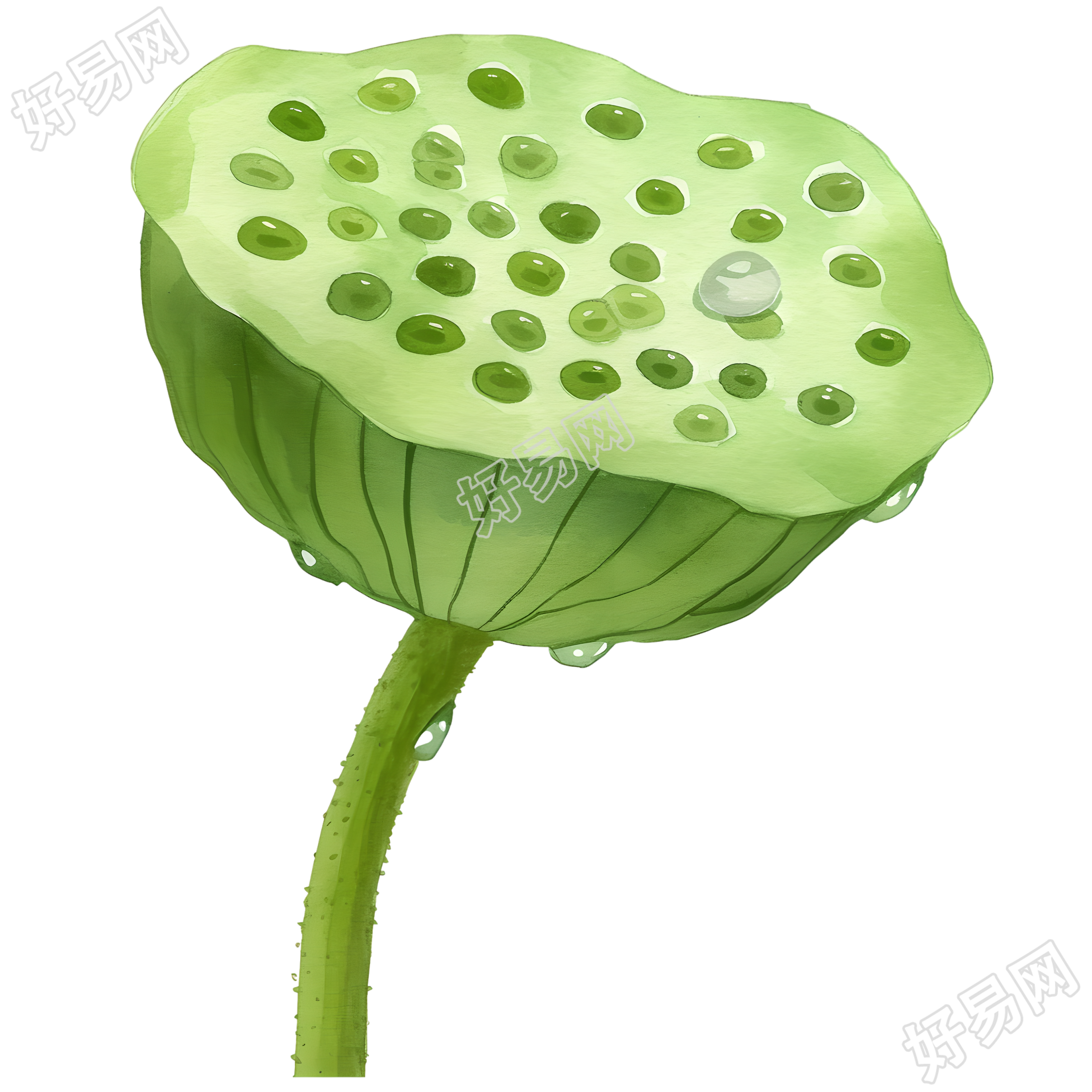 绿色莲蓬插图