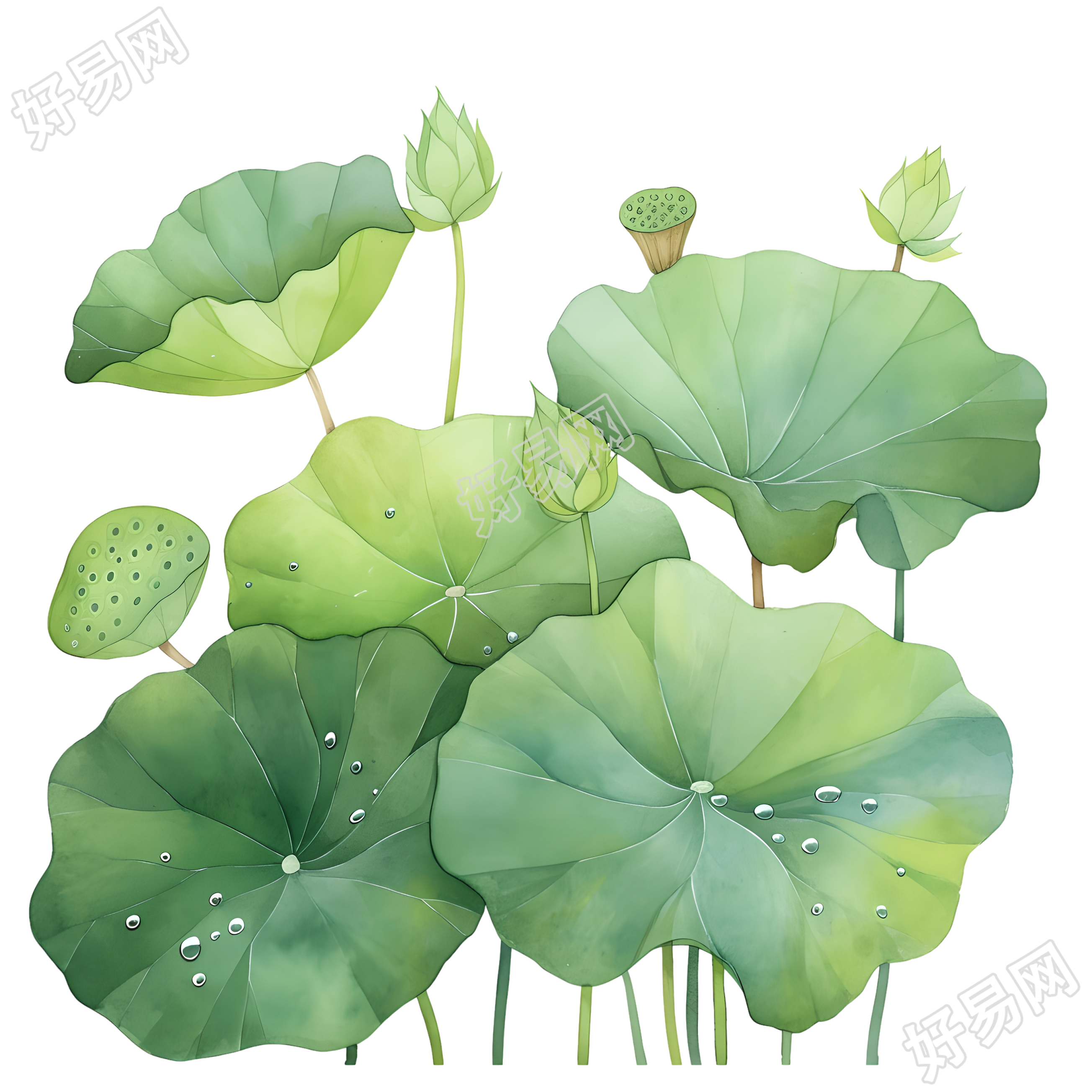绿色莲蓬插画