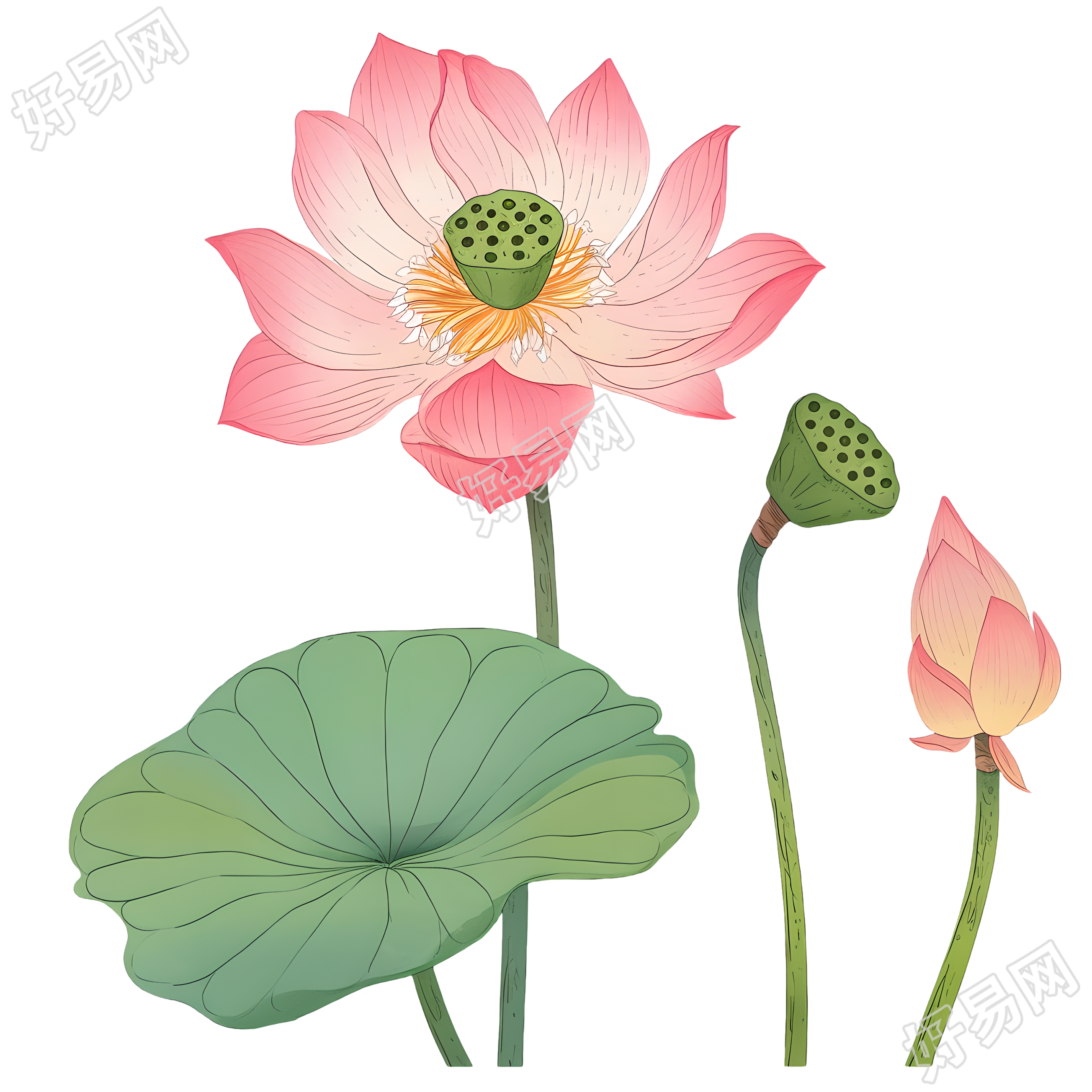 绿色莲蓬素材