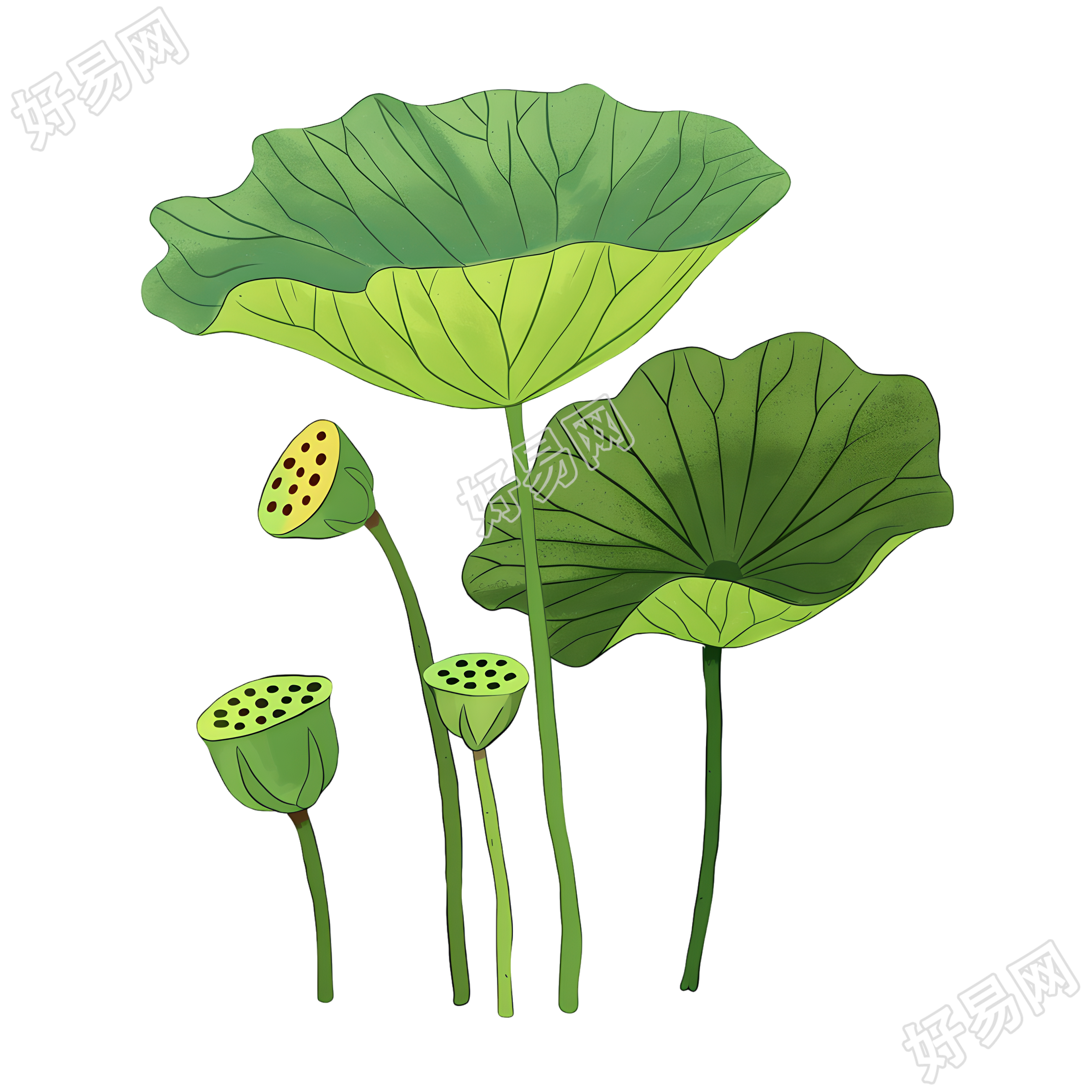 莲蓬可商用元素