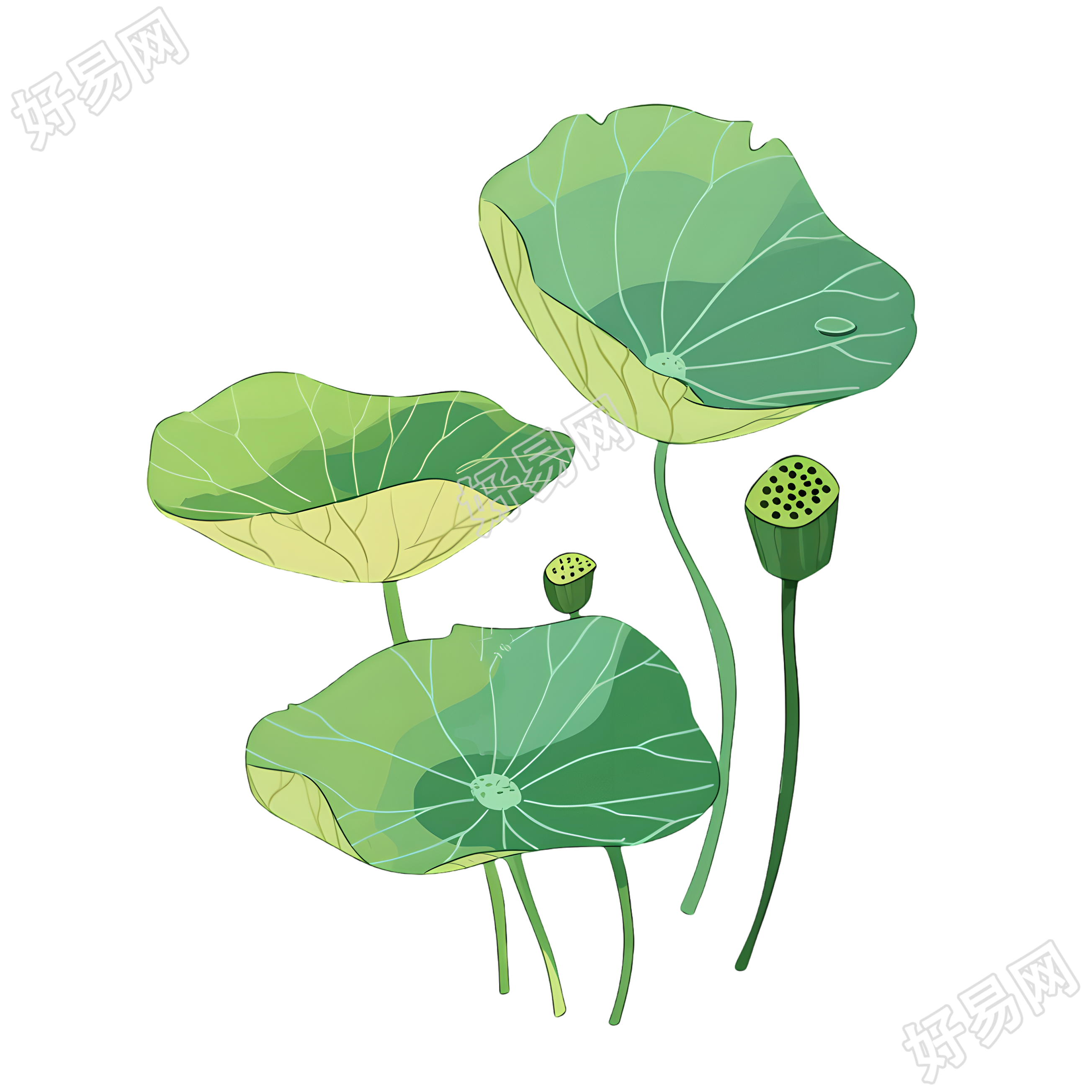 莲蓬可商用素材