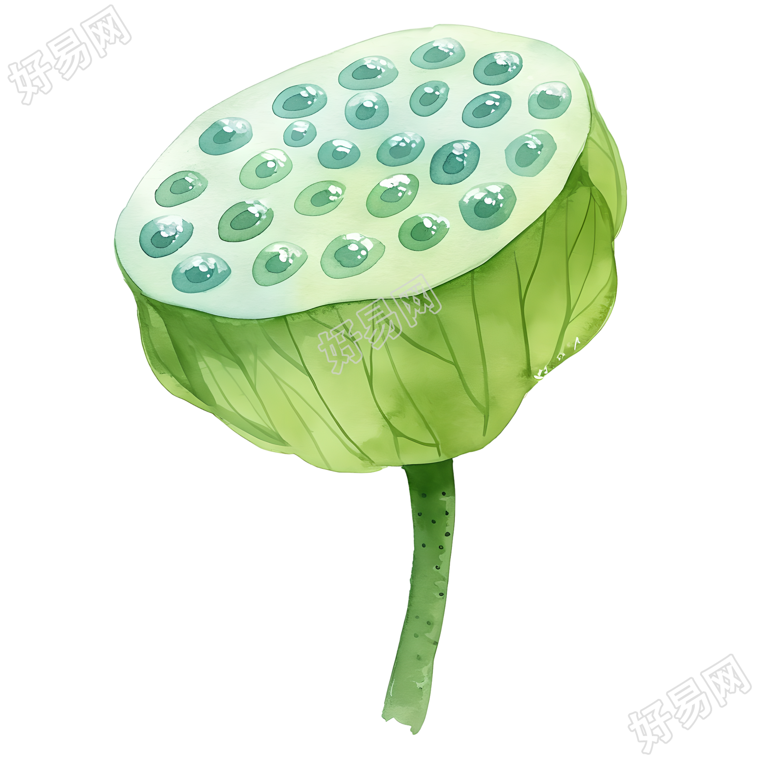 莲蓬可商用插图