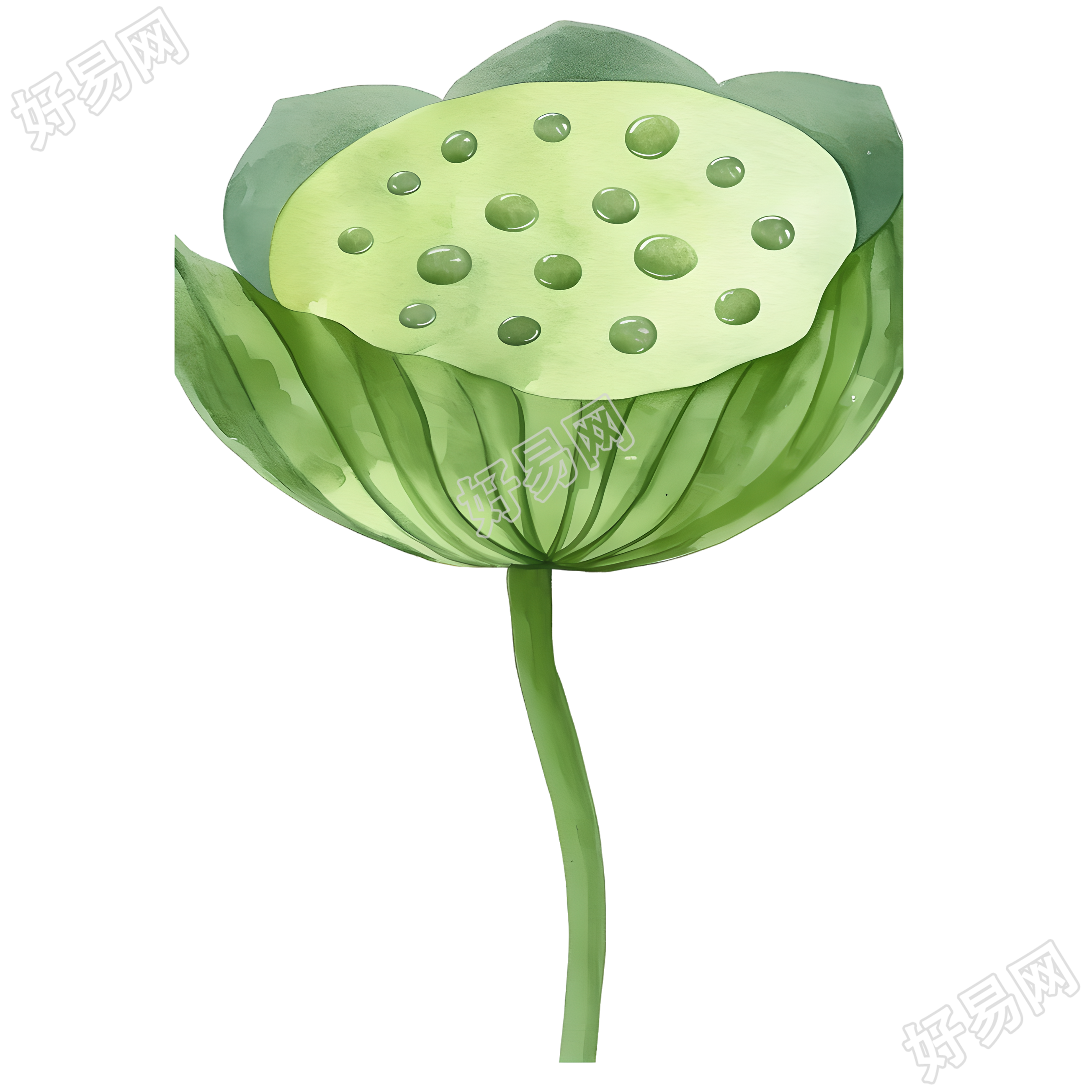 莲蓬可商用插画