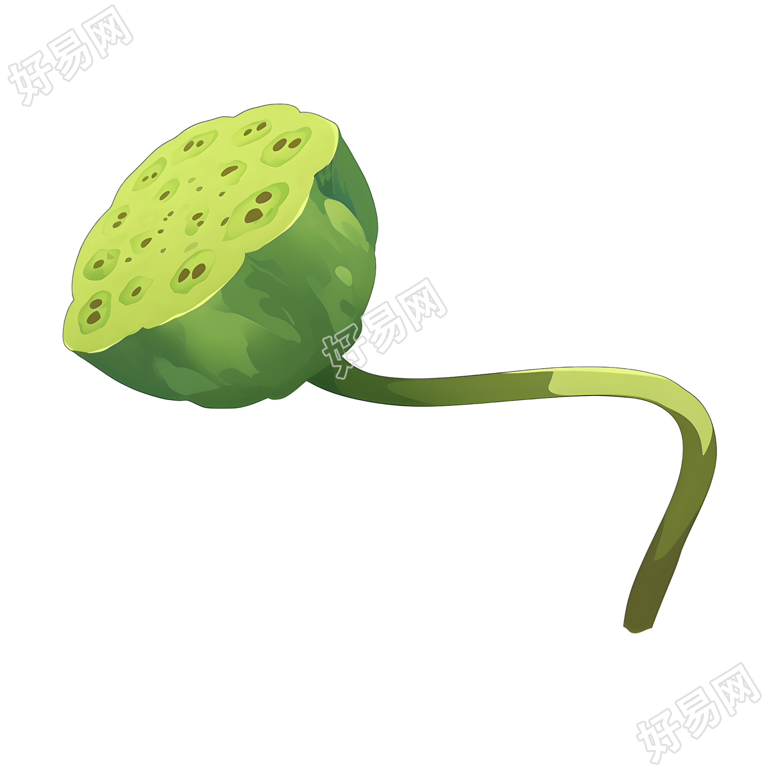 莲蓬极简插画