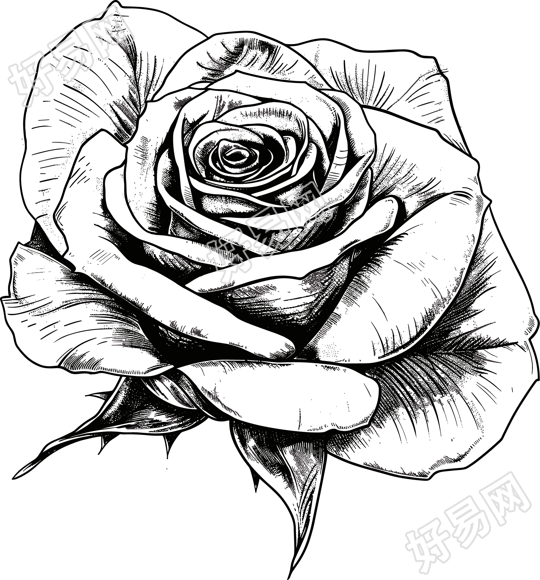 玫瑰花素描素材