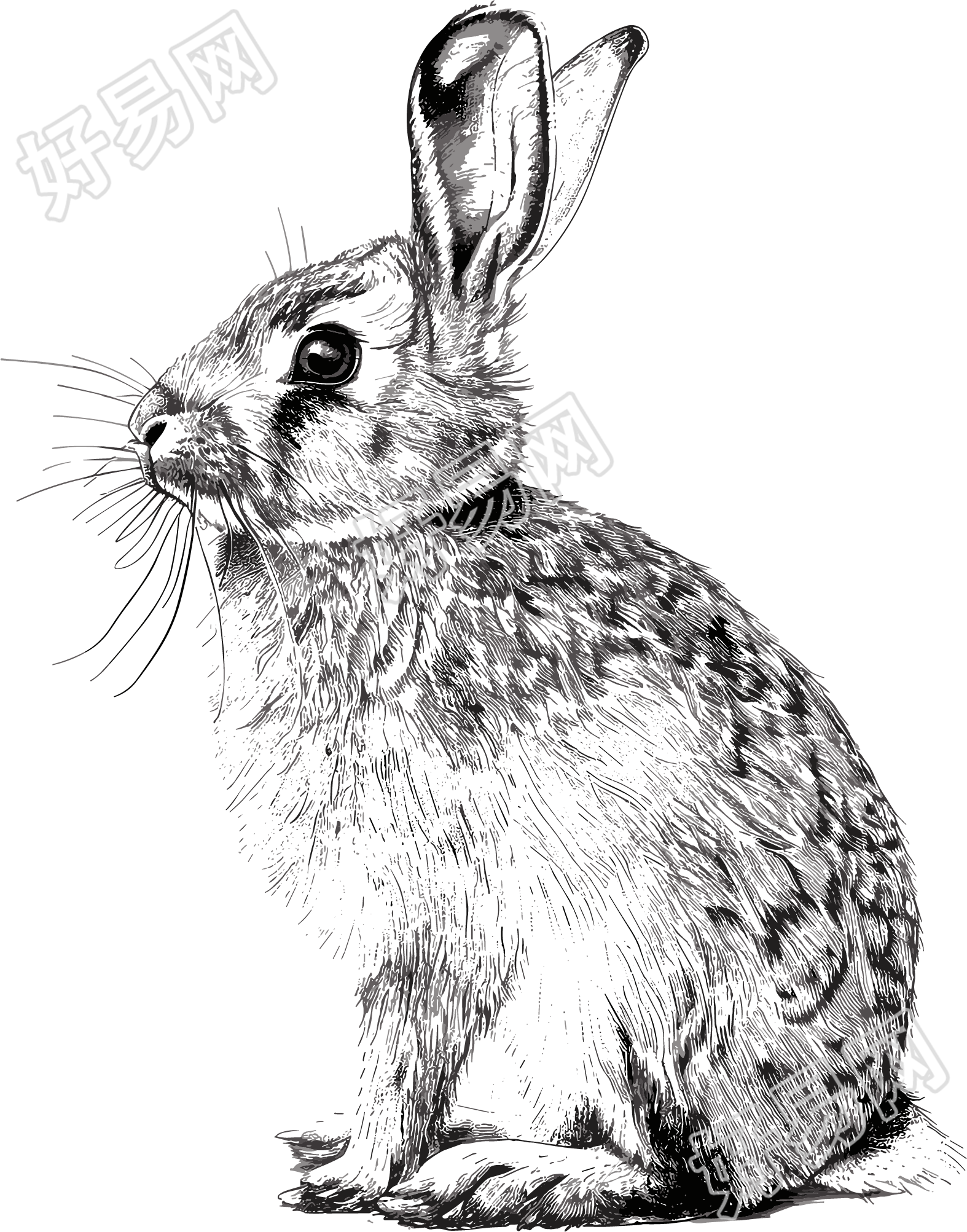 兔子素描元素