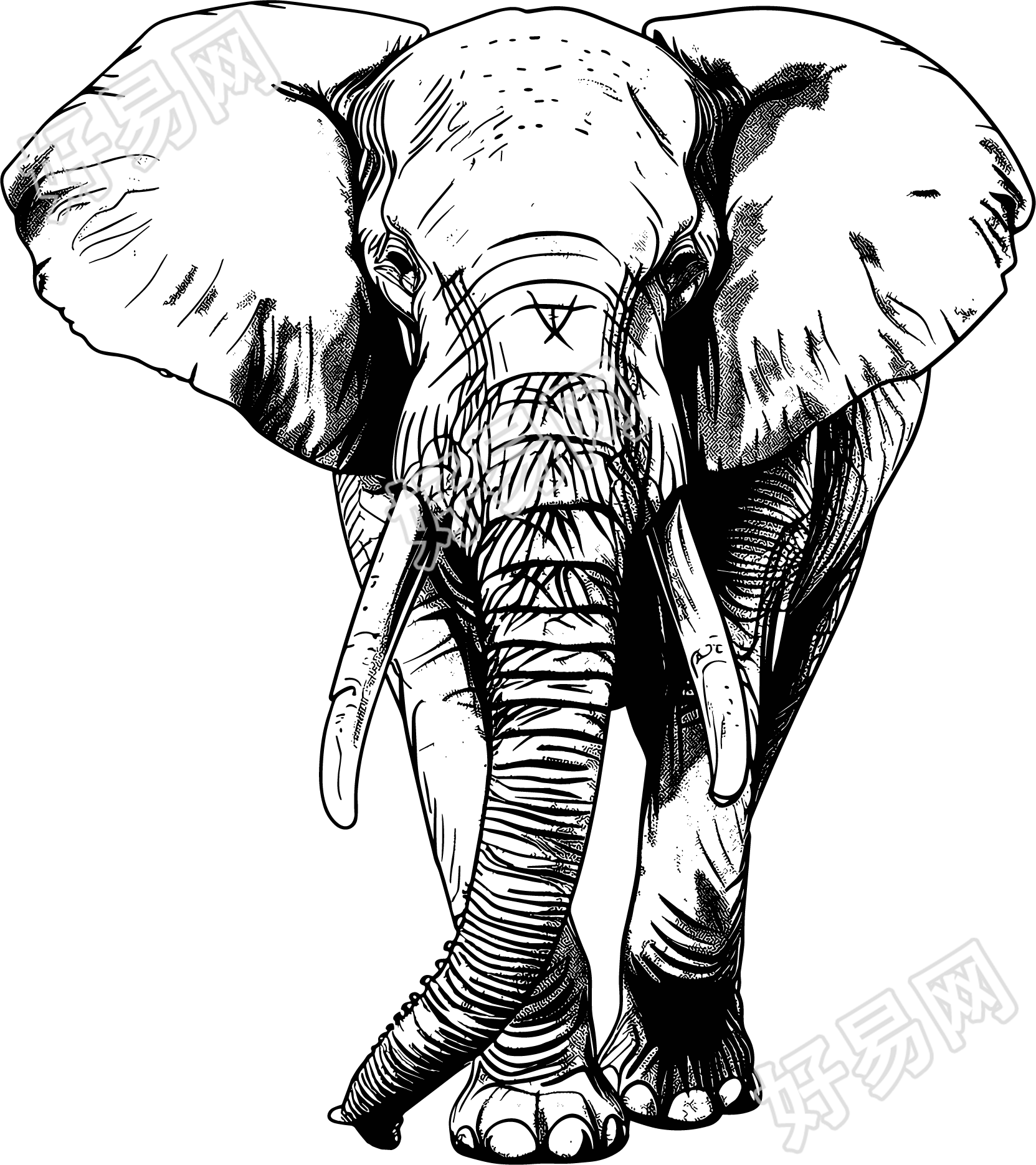 大象素描插画