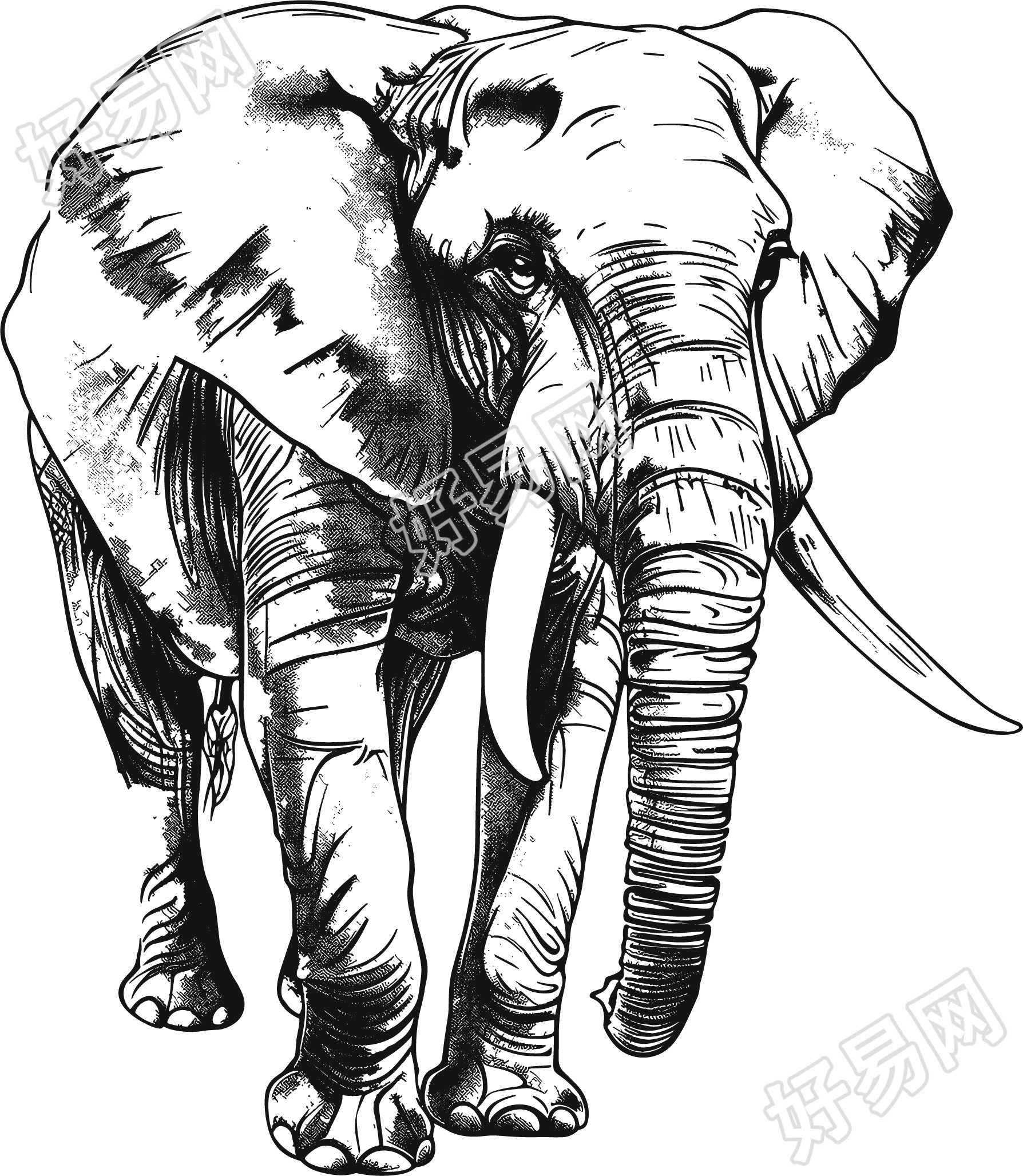 大象素描插图