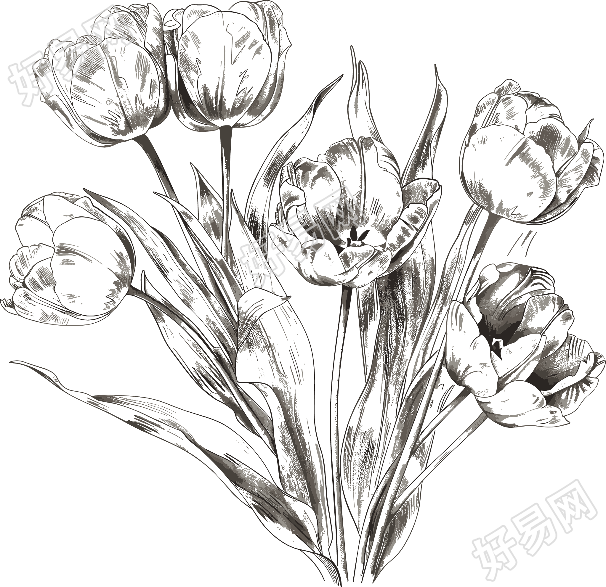 郁金香素描素材