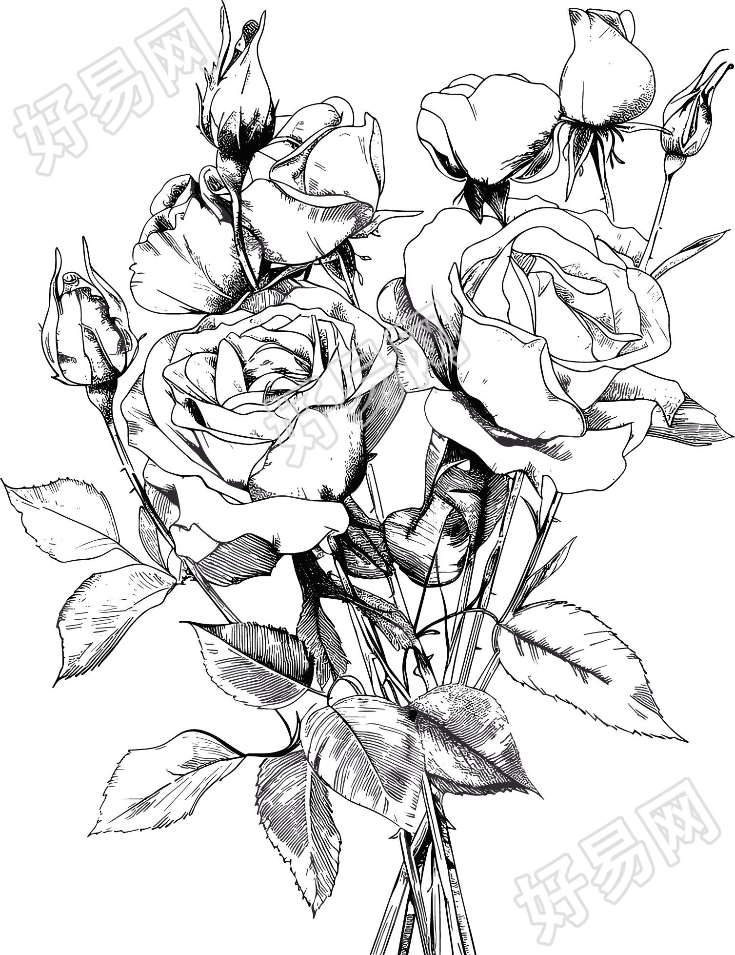 玫瑰花素描插图