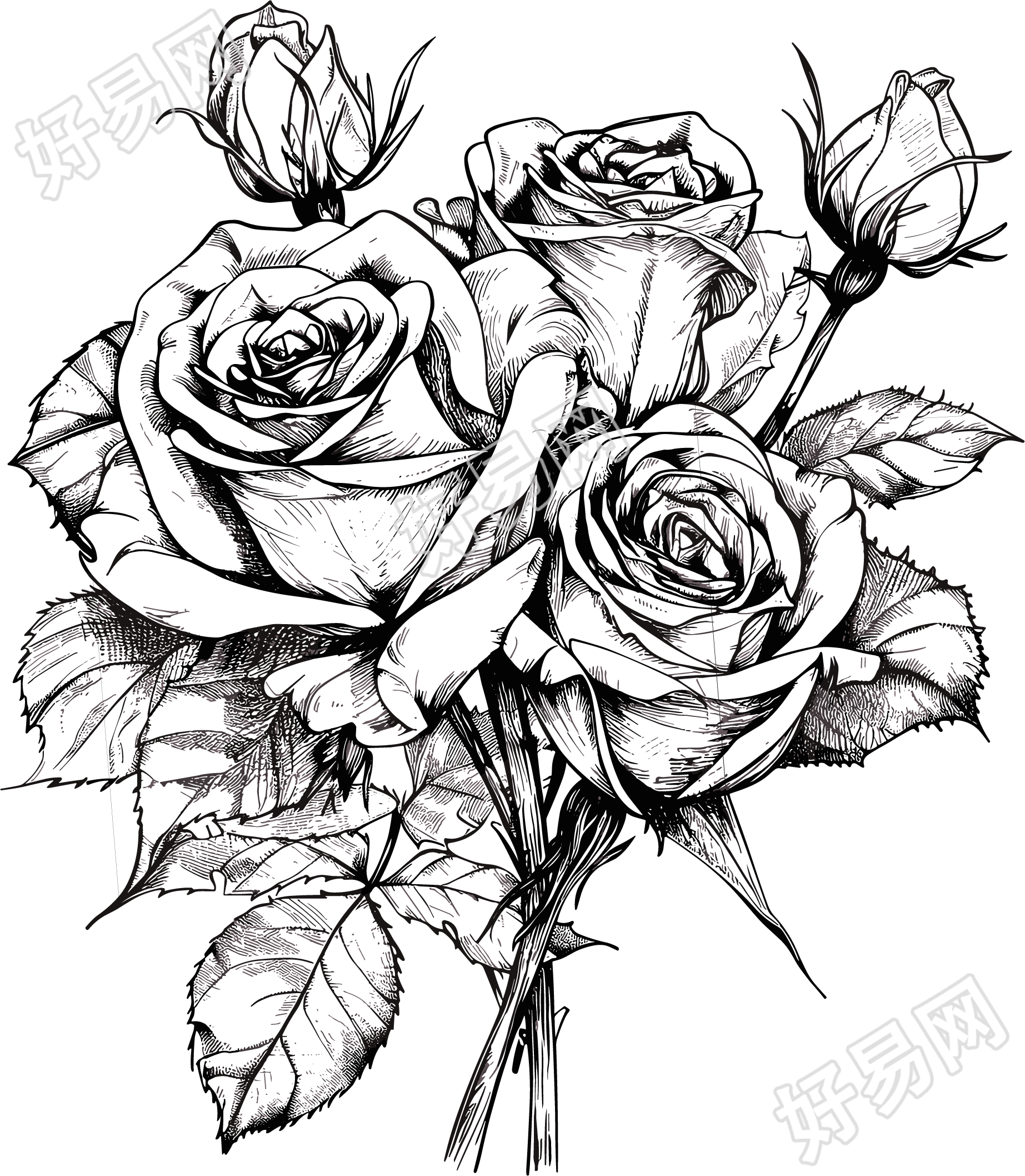 玫瑰花素描插画素材