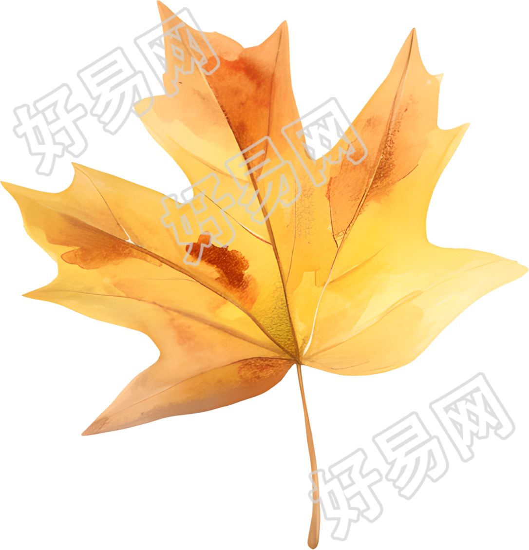 立秋枫叶唯美素材