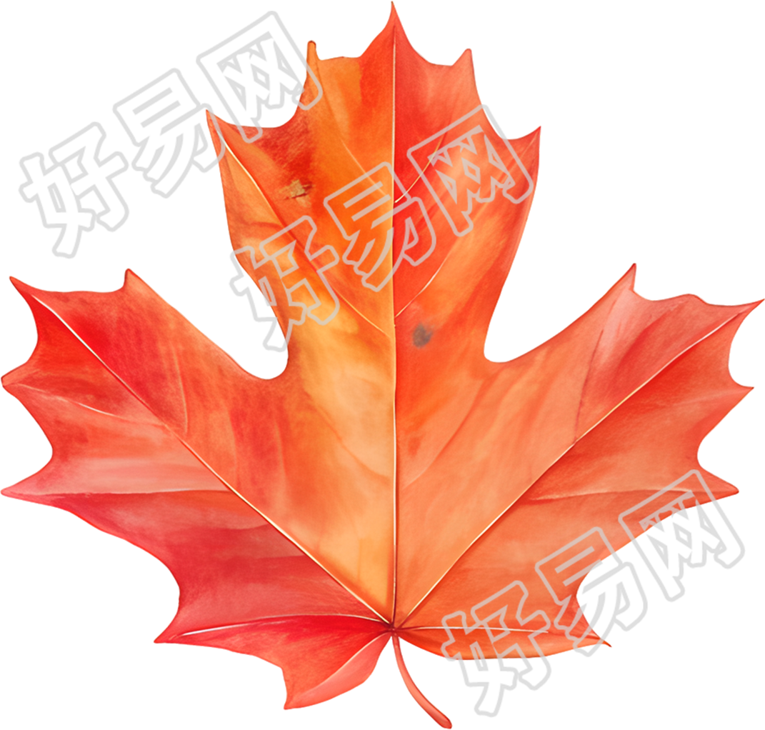 立秋枫叶极简元素