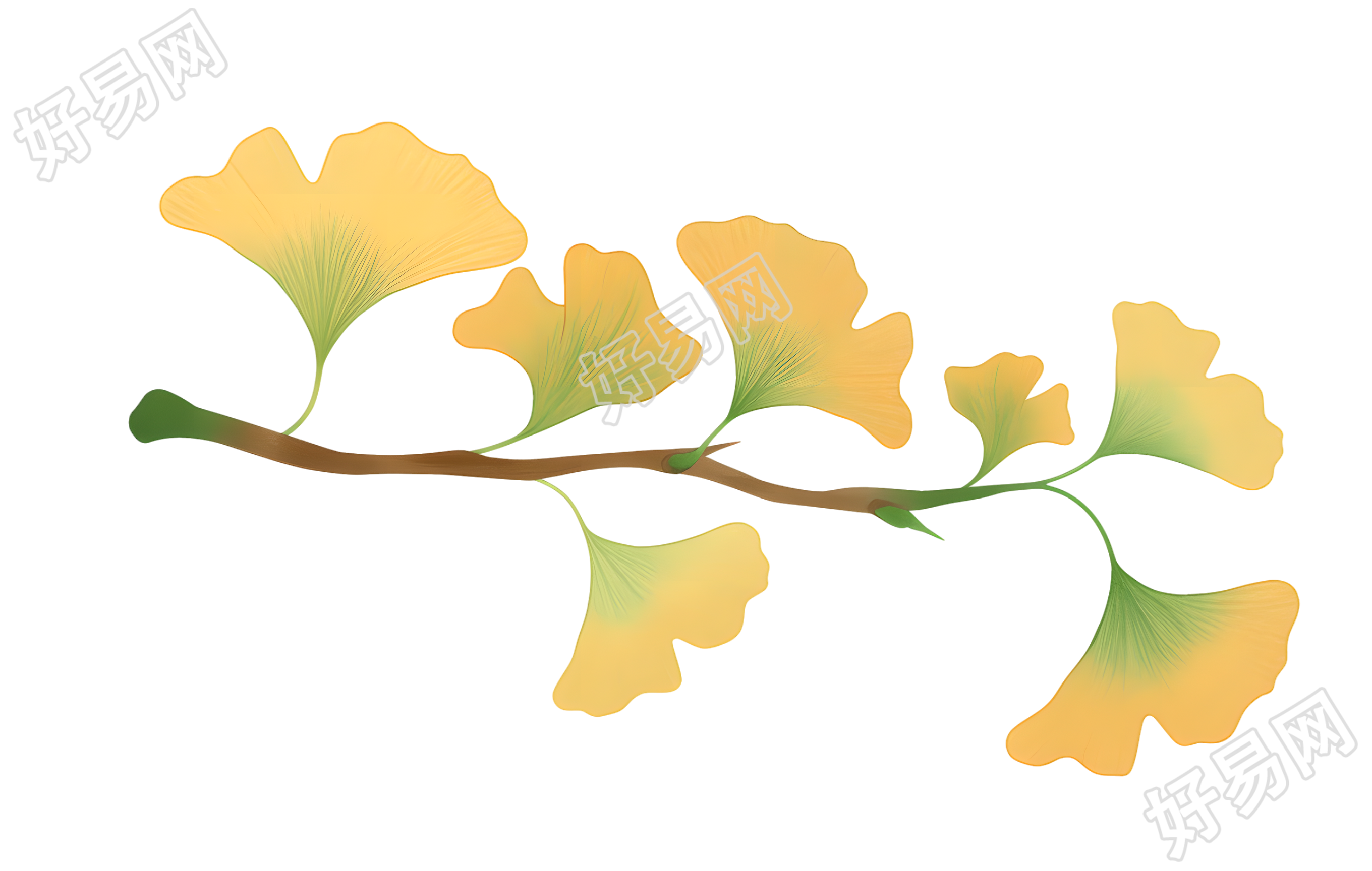 立秋银杏叶商用插图
