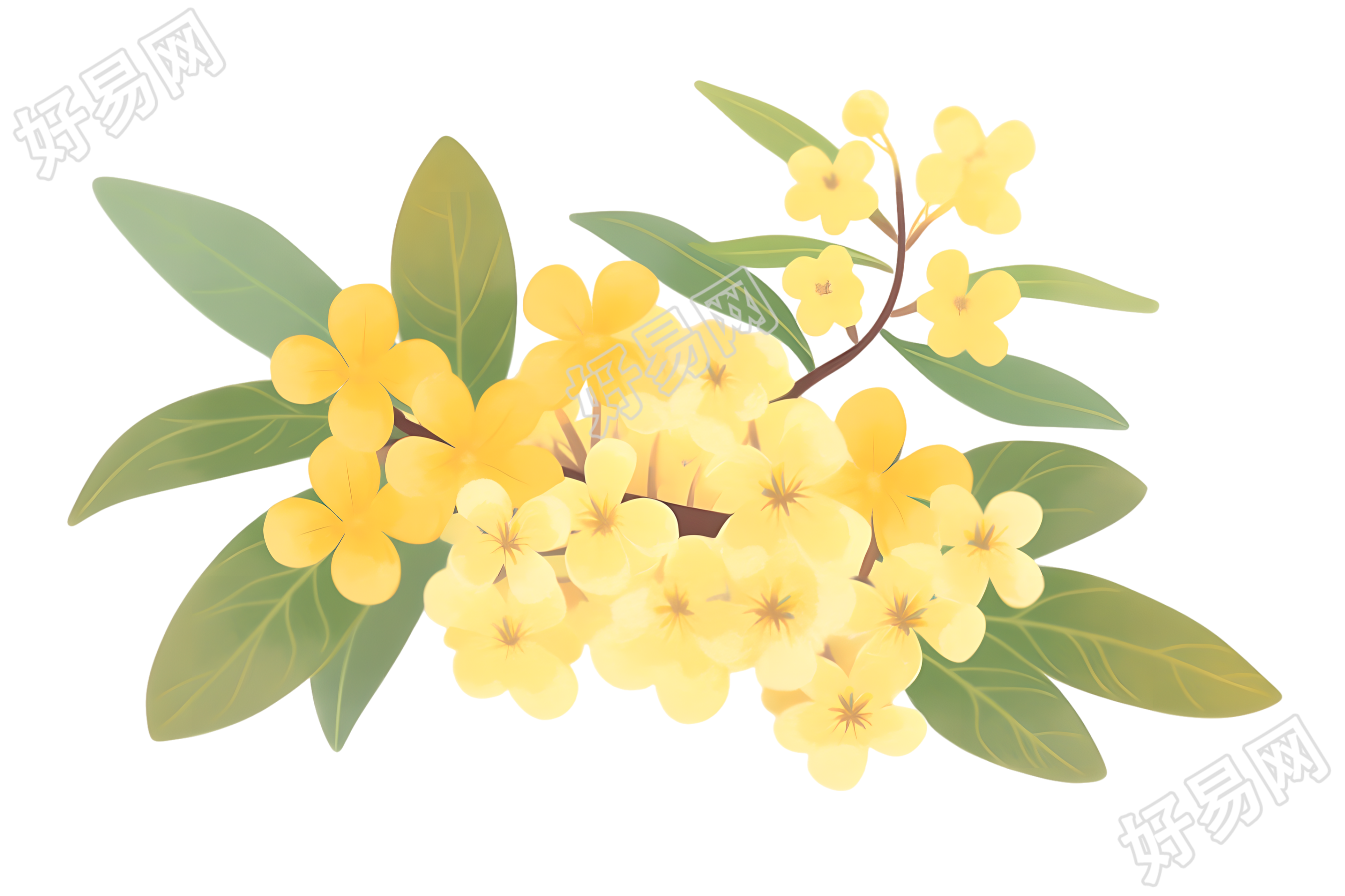 立秋桂花素材