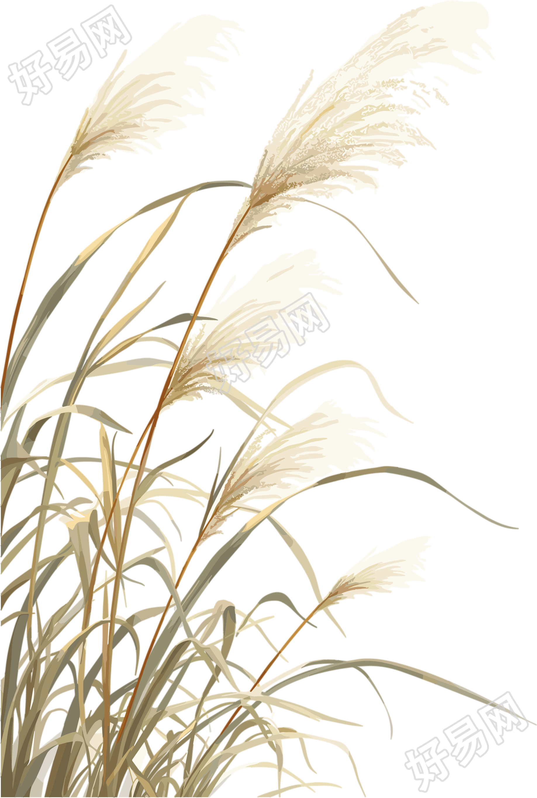 芦苇插画素材