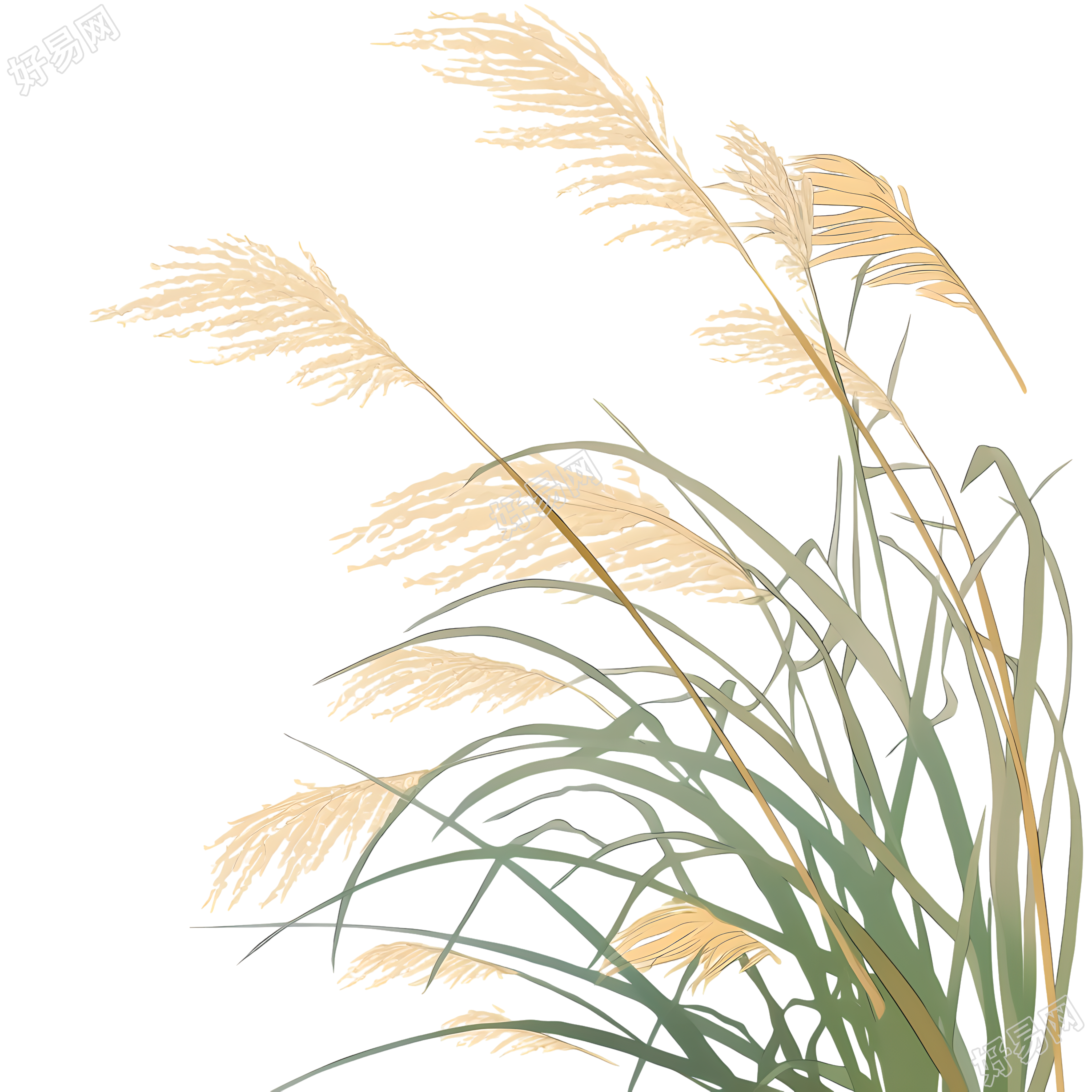 芦苇可商用插画