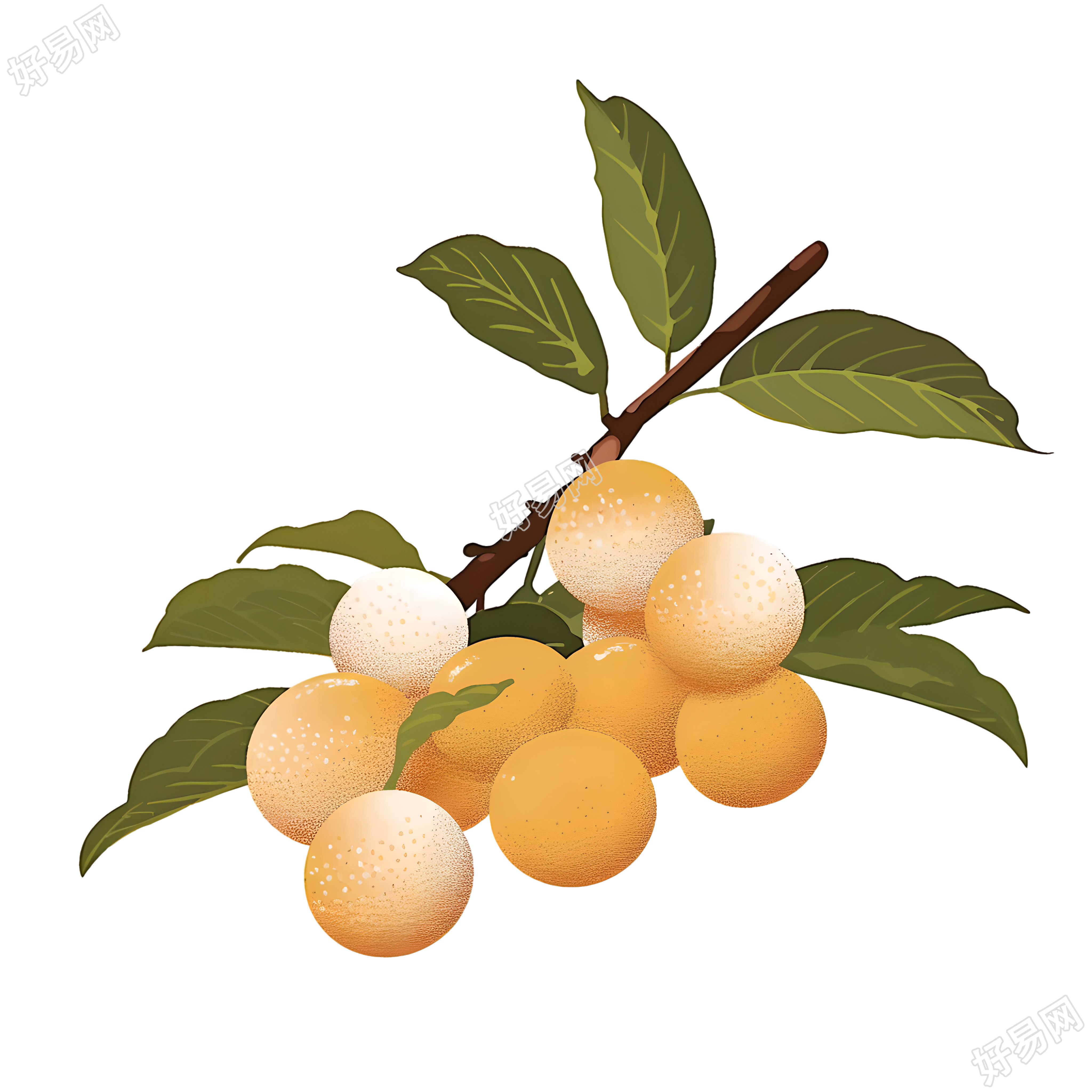 龙眼水果插画