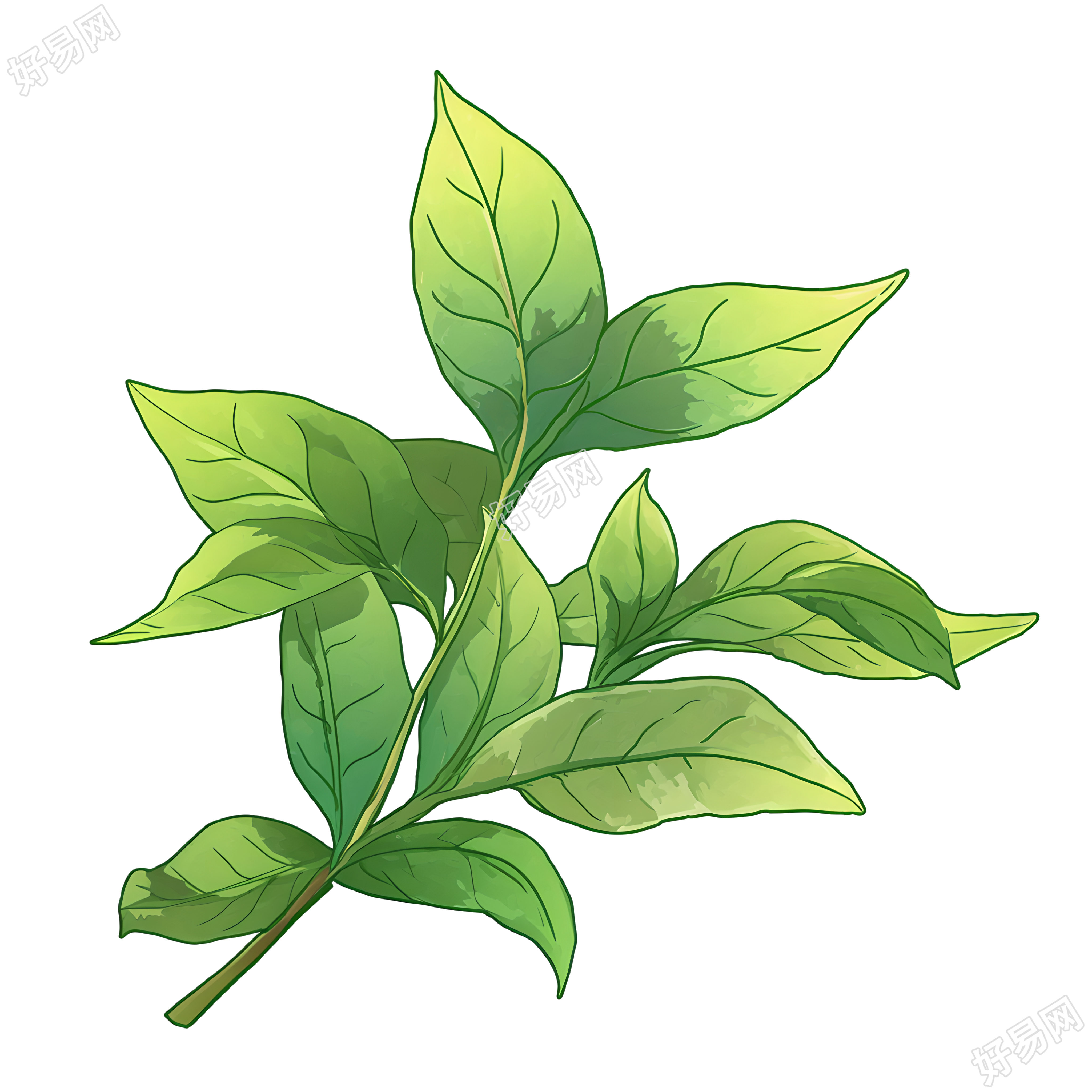 白露茶创意插画