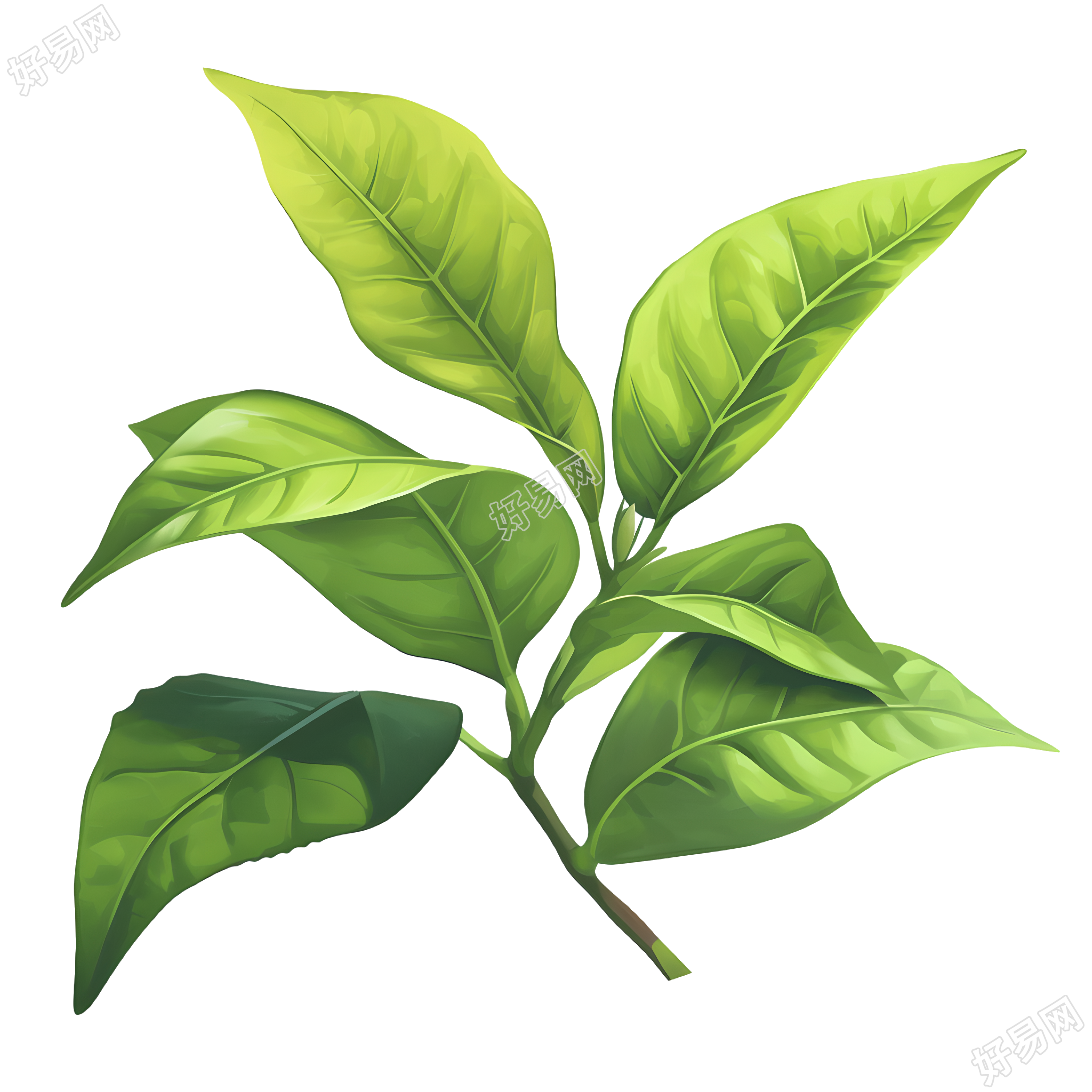 白露茶商业插图