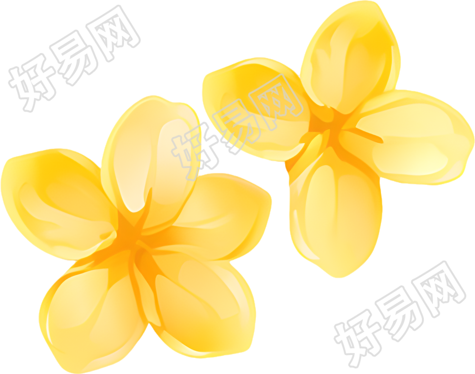 桂花花瓣插图