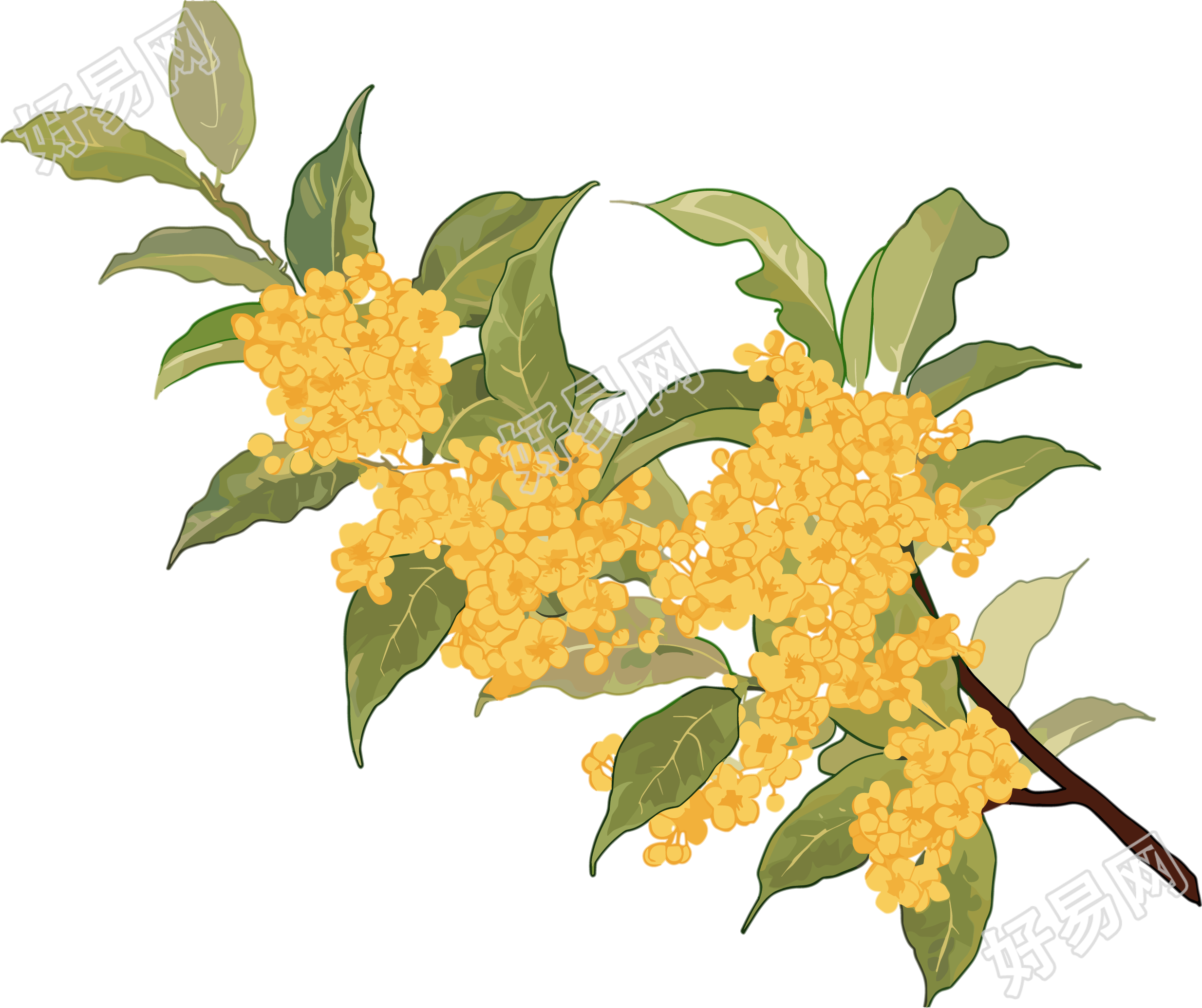 桂花创意设计插画
