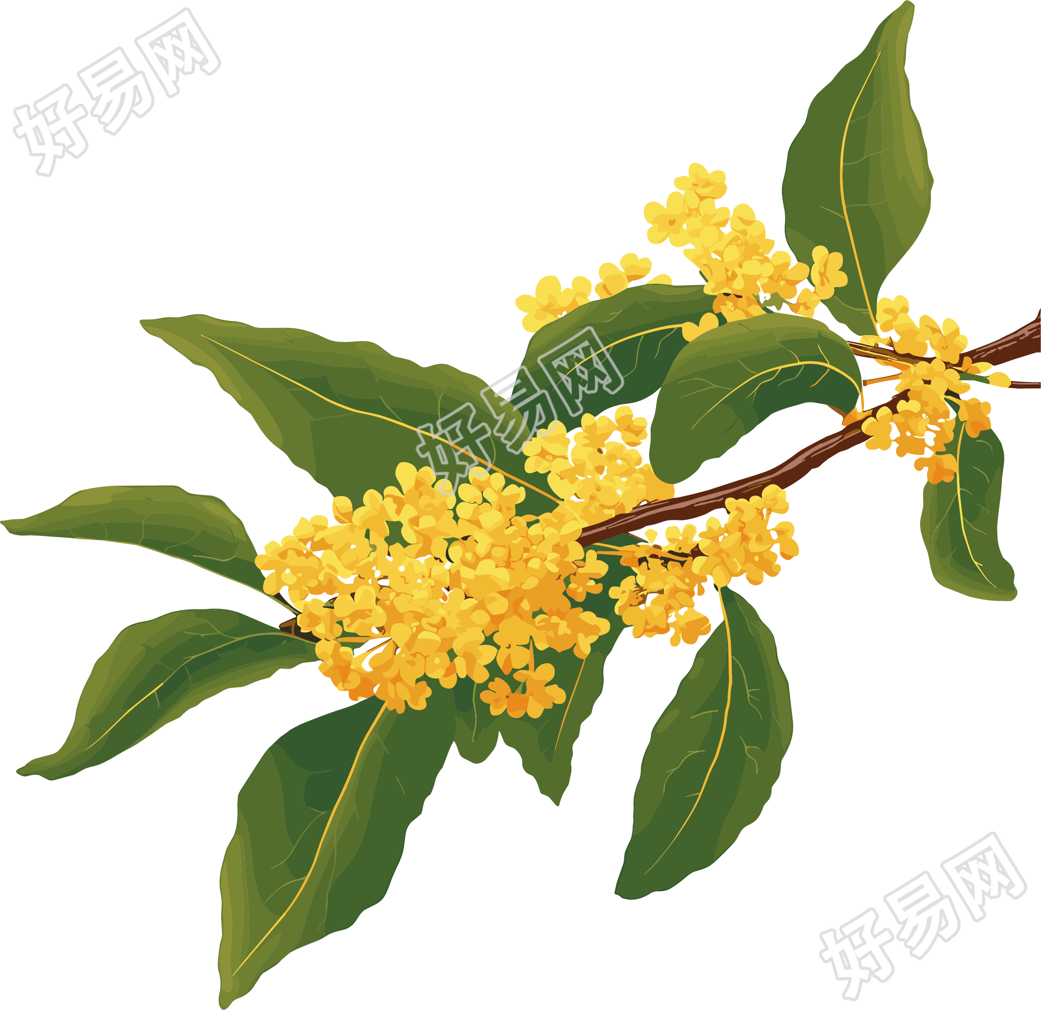 桂花透明背景元素