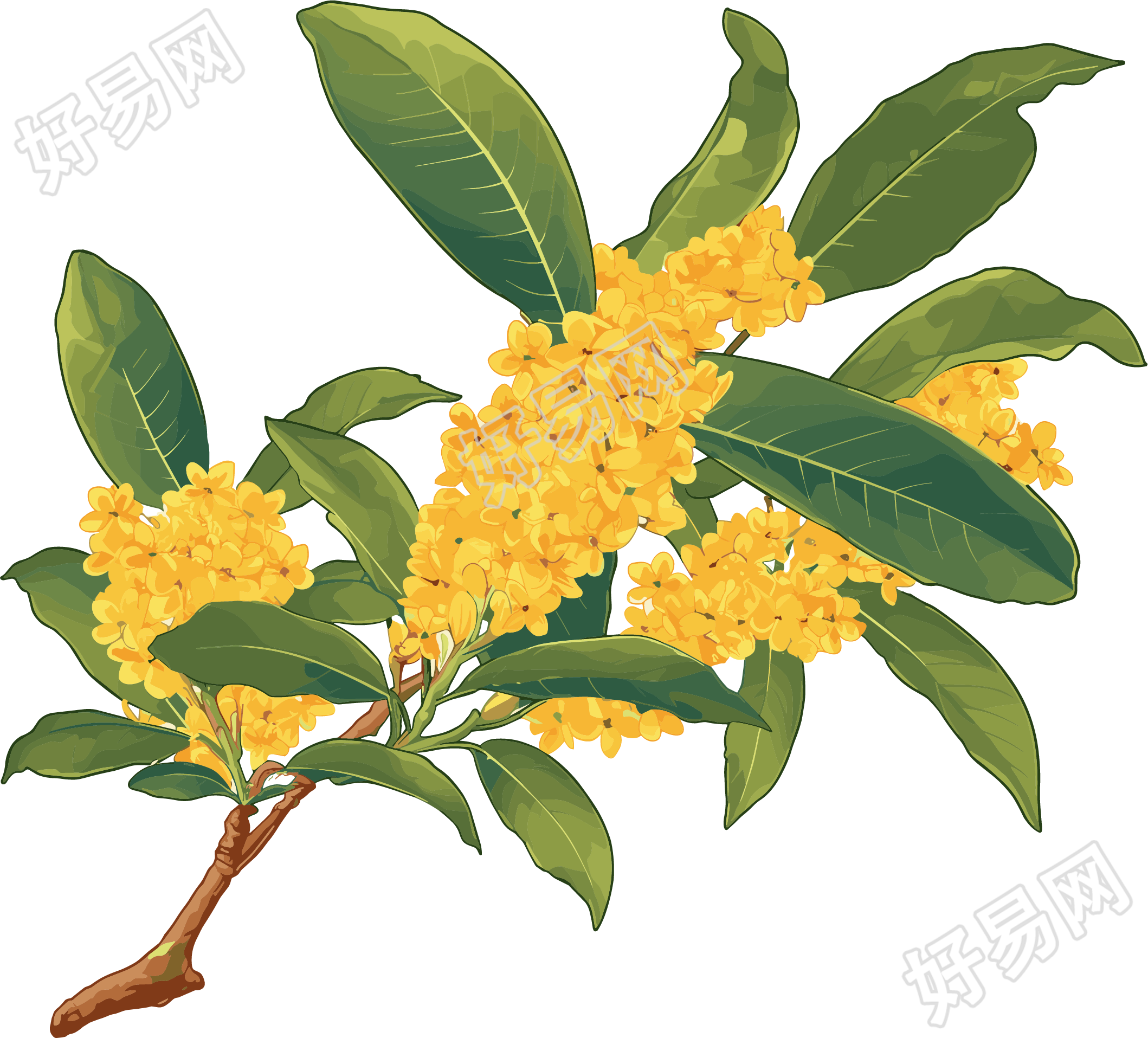 桂花可商用插画