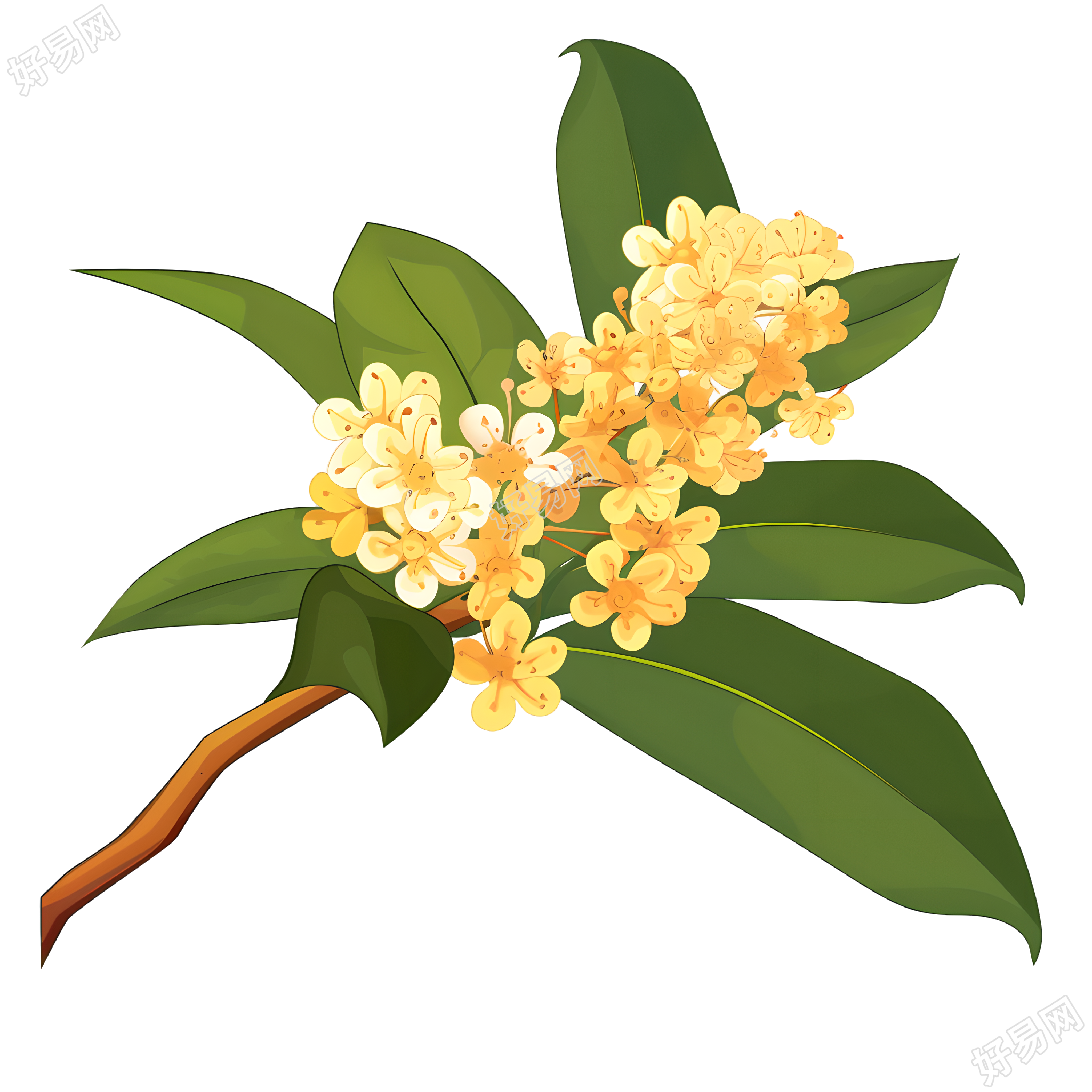 桂花高清商用素材